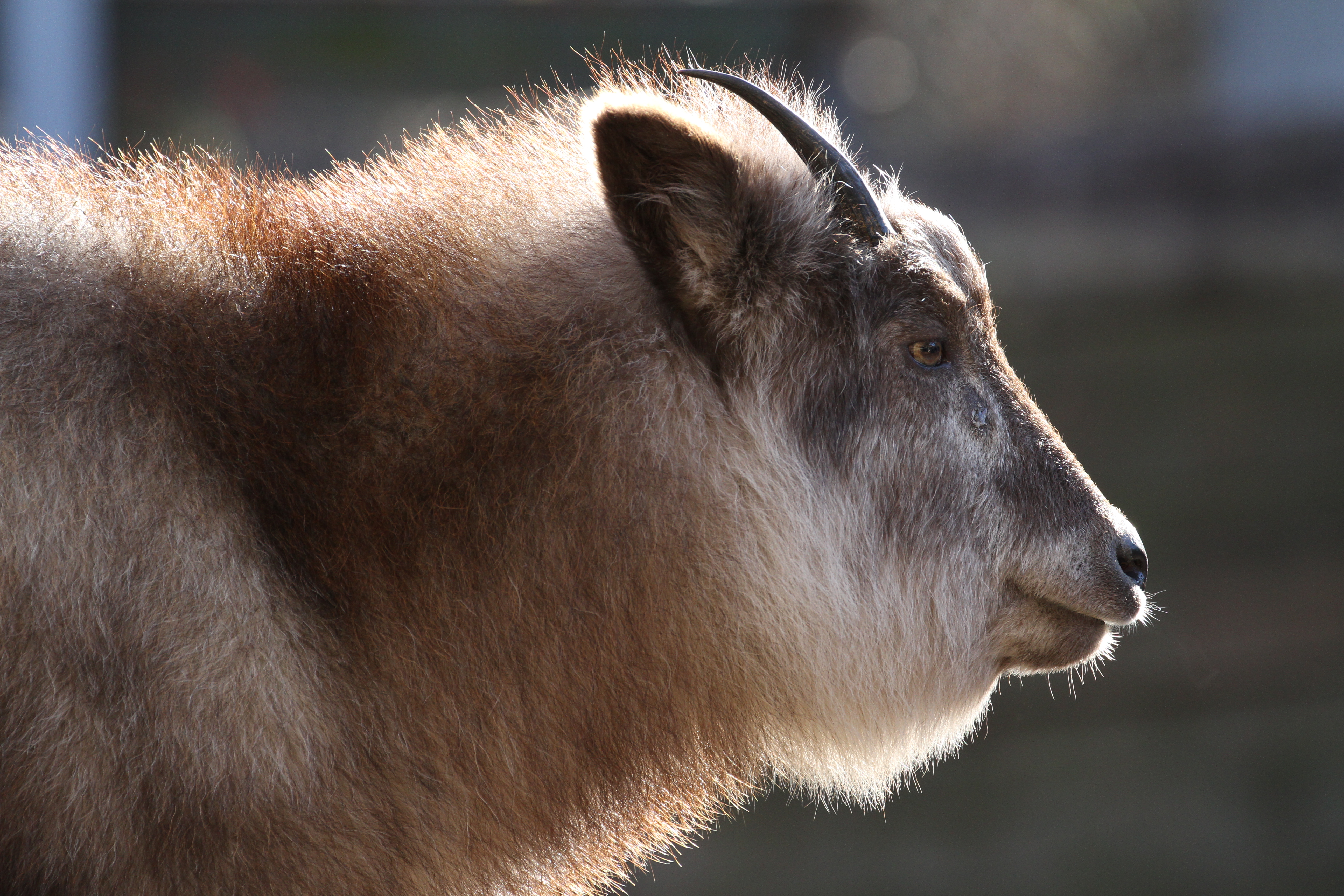 <b>EOS 7D / EF 70-300mm F4-5.6 L IS USM / 5,184×3,456 / 1/400秒 / F5.6 / +0.3EV / ISO640 / 絞り優先AE / WB:太陽光 / 229mm<br>撮影場所/多摩動物公園</b>