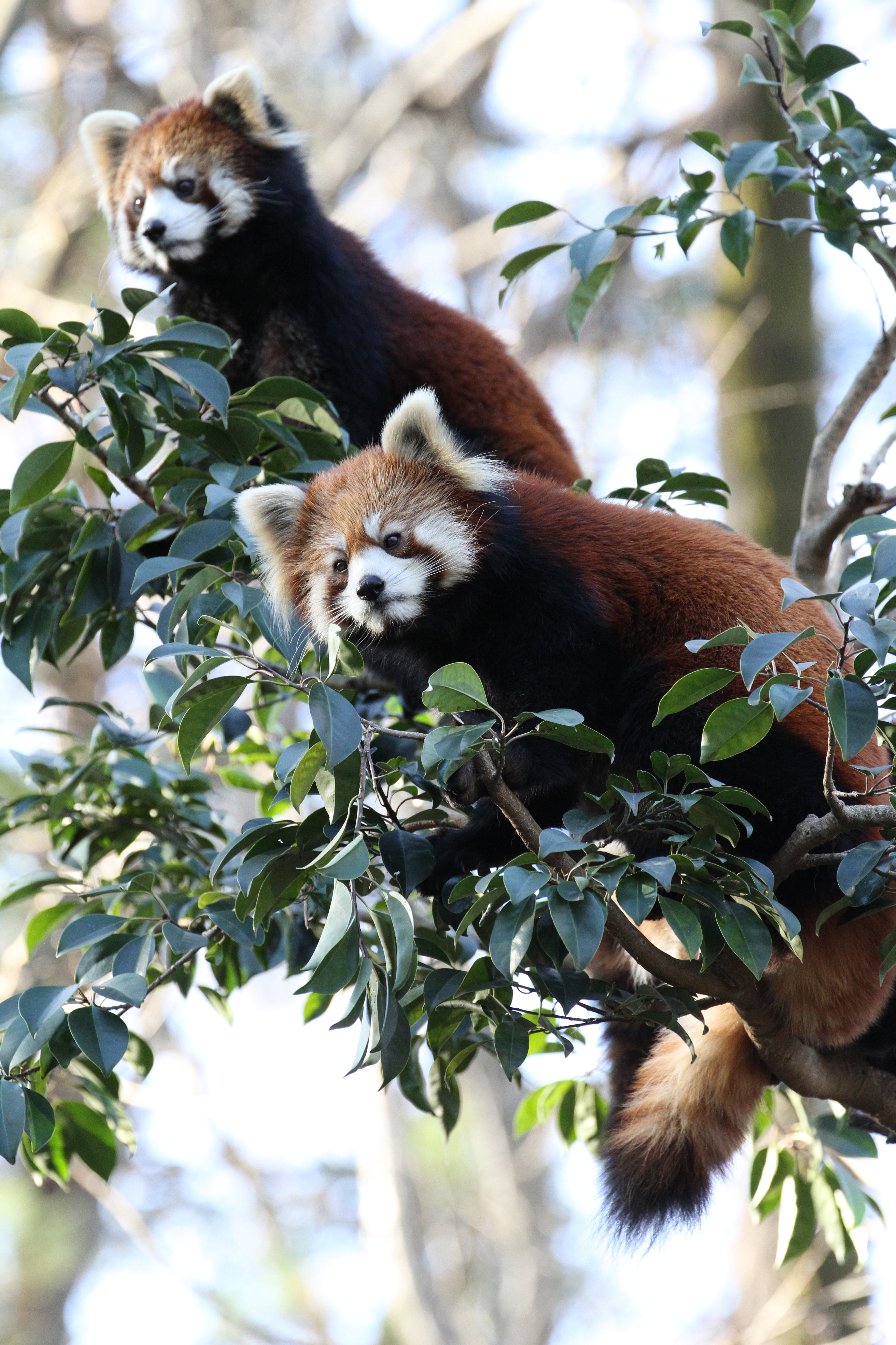 <b>EOS 7D / EF 70-300mm F4-5.6 L IS USM / 5,184×3,456 / 1/320秒 / F5 / +0.3EV / ISO1600 / 絞り優先AE / WB:太陽光 / 221mm<br>撮影場所/多摩動物公園</b>