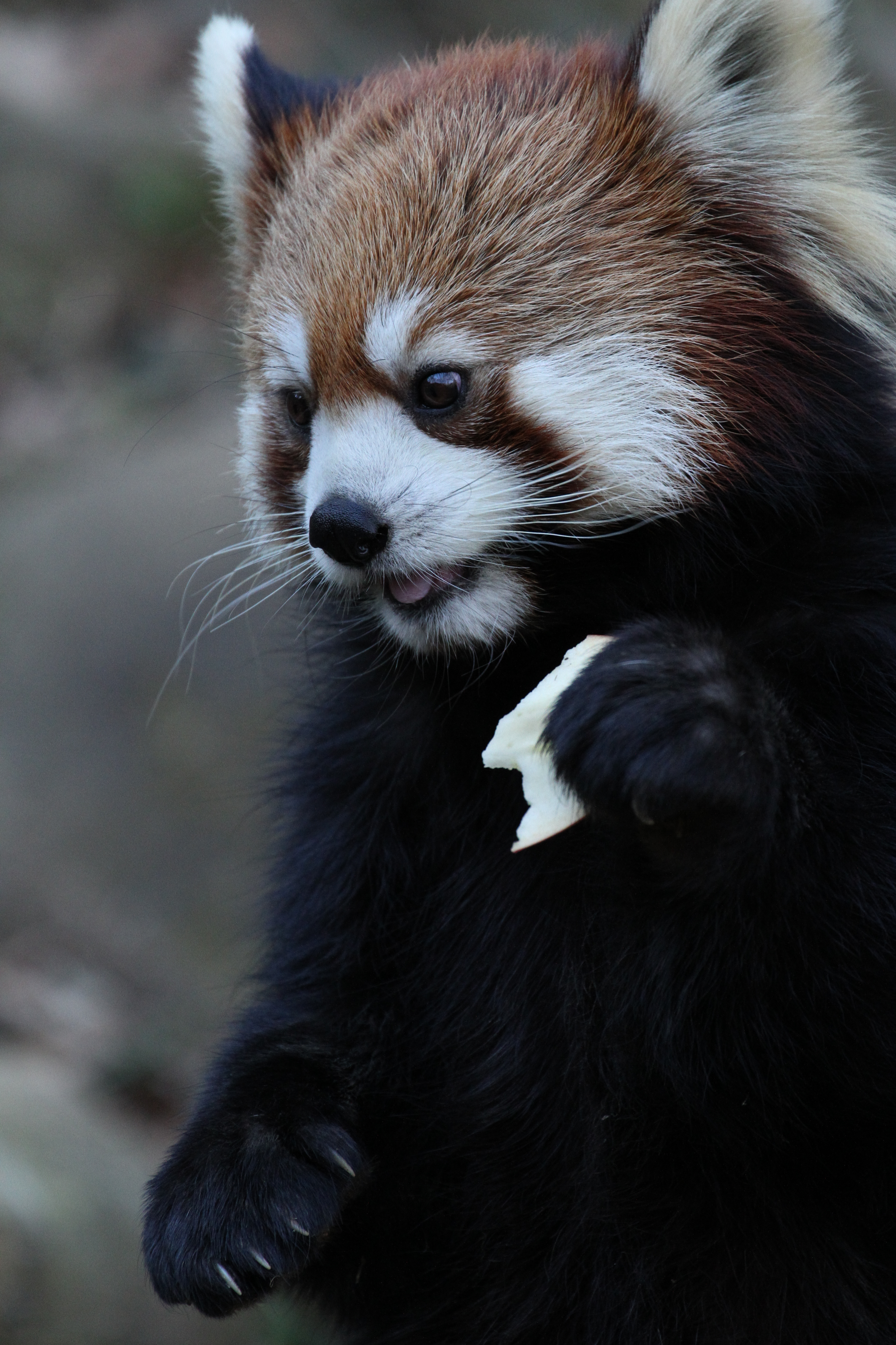 <b>EOS 7D / EF 70-300mm F4-5.6 L IS USM / 5,184×3,456 / 1/320秒 / F5.6 / -0.7EV / ISO1600 / 絞り優先AE / WB:太陽光 / 300mm<br>撮影場所/多摩動物公園</b>