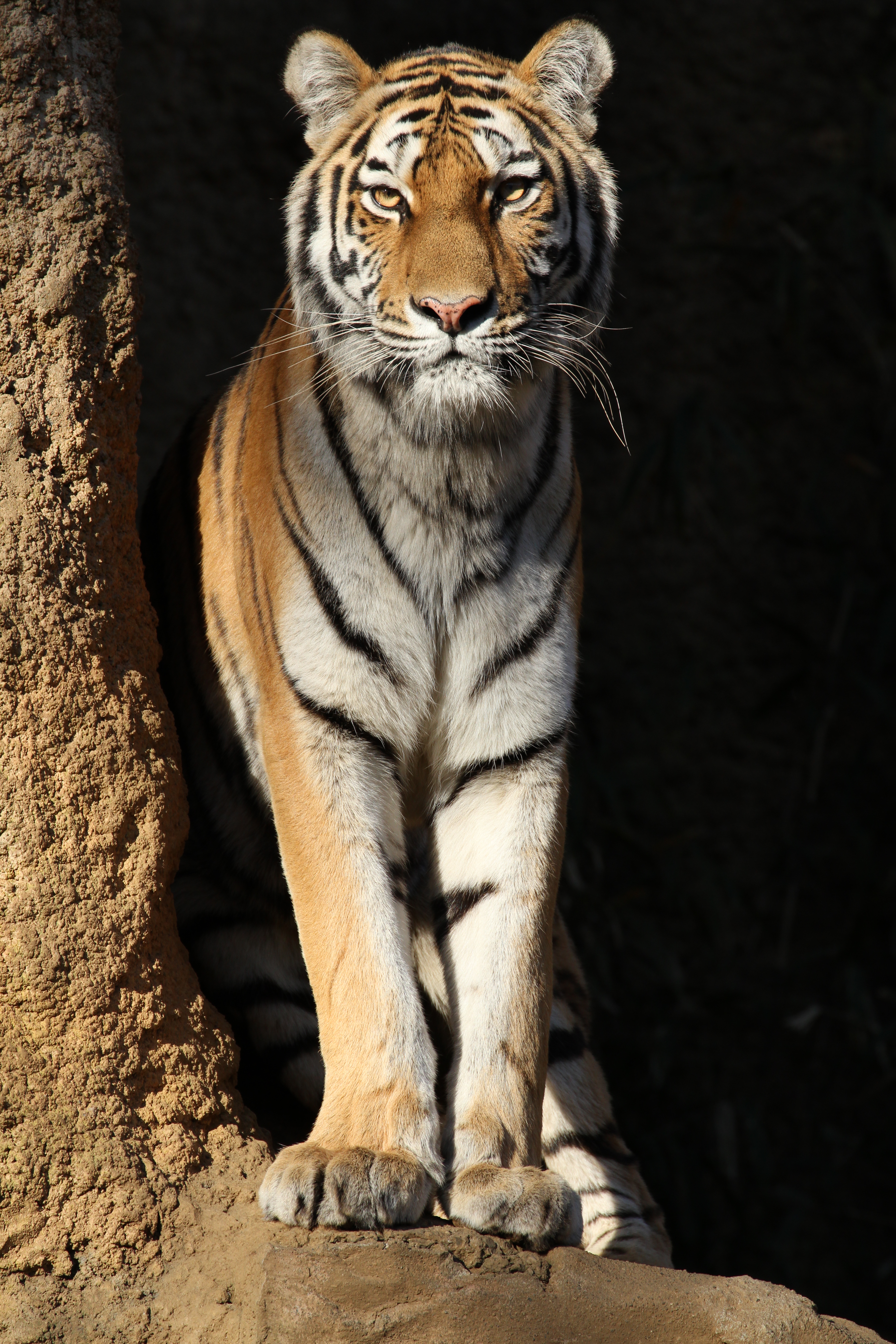 <b>EOS 7D / EF 70-300mm F4-5.6 L IS USM / 5,184×3,456 / 1/500秒 / F8 / -0.7EV / ISO320 / 絞り優先AE / WB:太陽光 / 300mm<br>撮影場所/多摩動物公園</b>