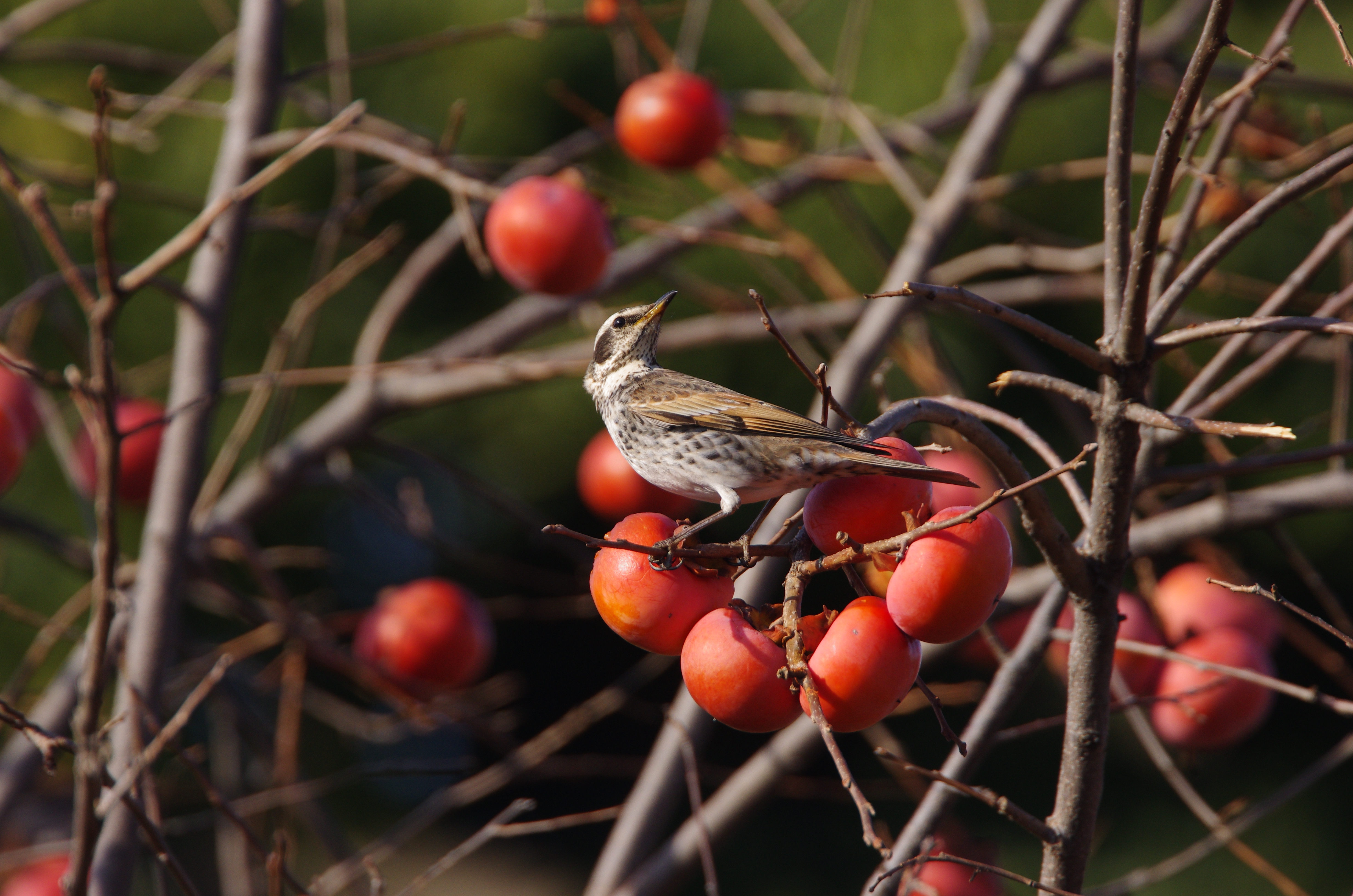 <b>1/1,250秒 / ISO500 / WB:太陽光</b>