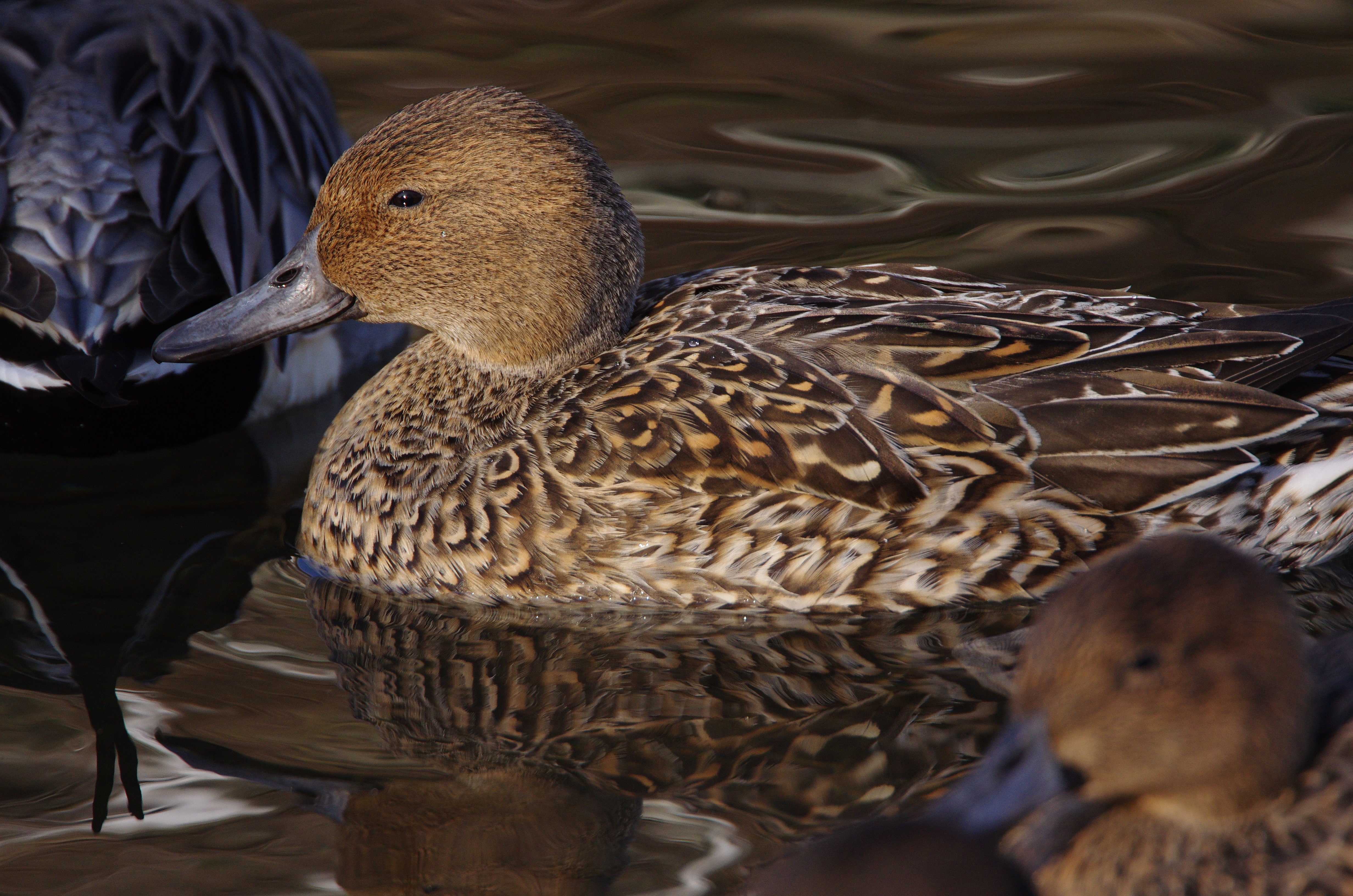 <b>1/1,000秒 / ISO800 / WB:太陽光</b>