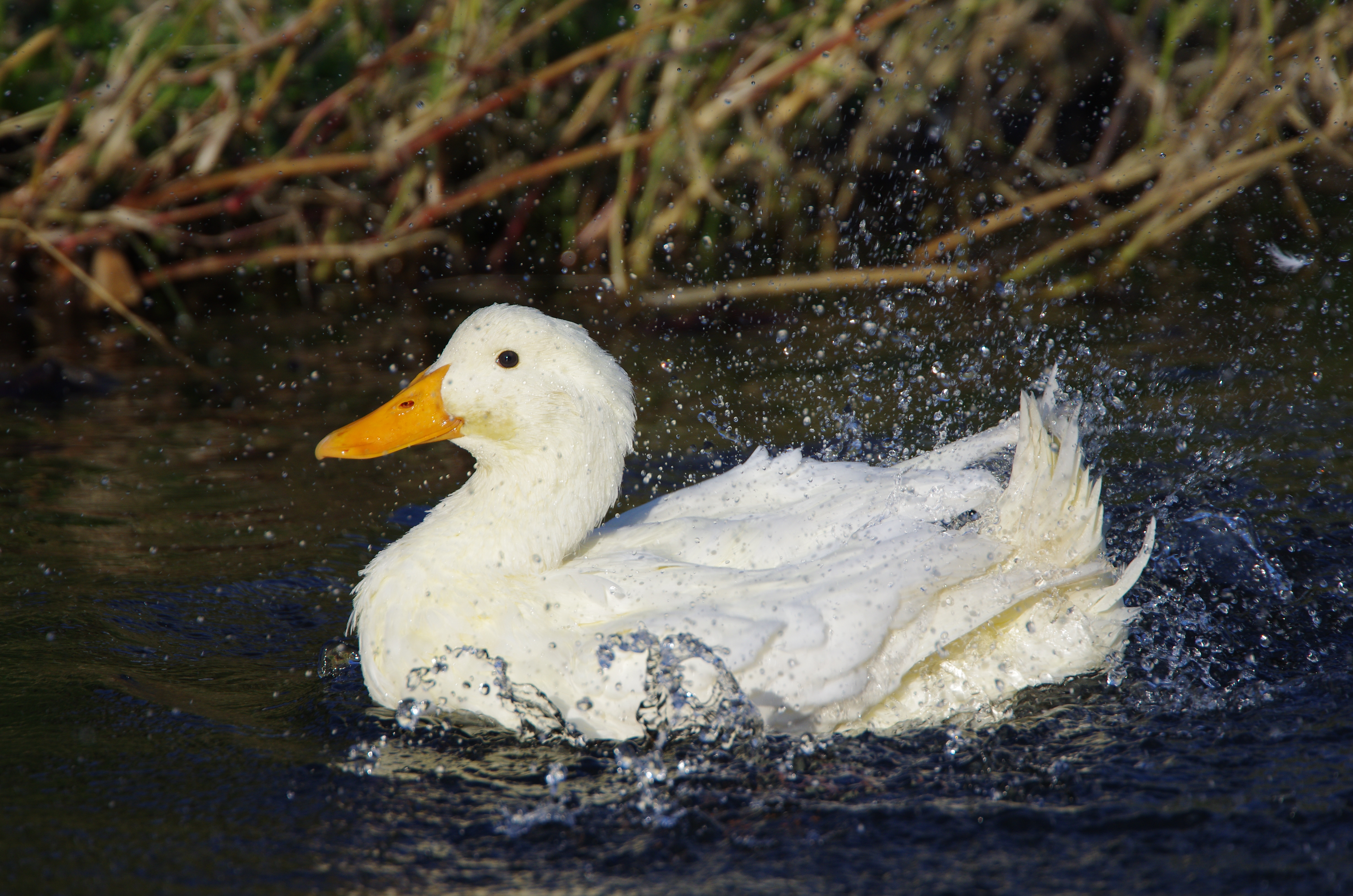 <b>1/1,000秒 / ISO320 / WB:4,000K</b>