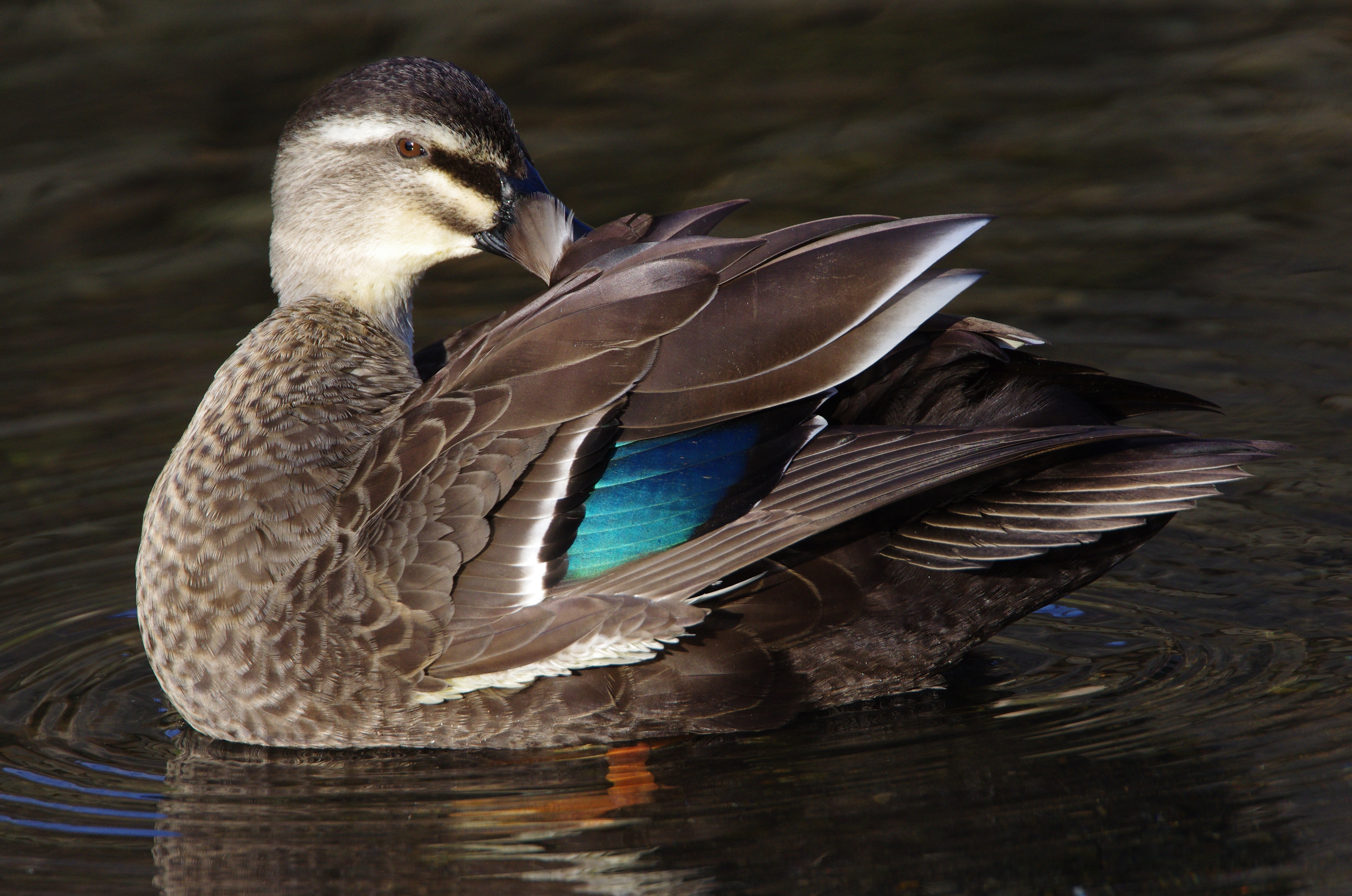 <b>1/1,000秒 / ISO800 / WB:4,000K</b>