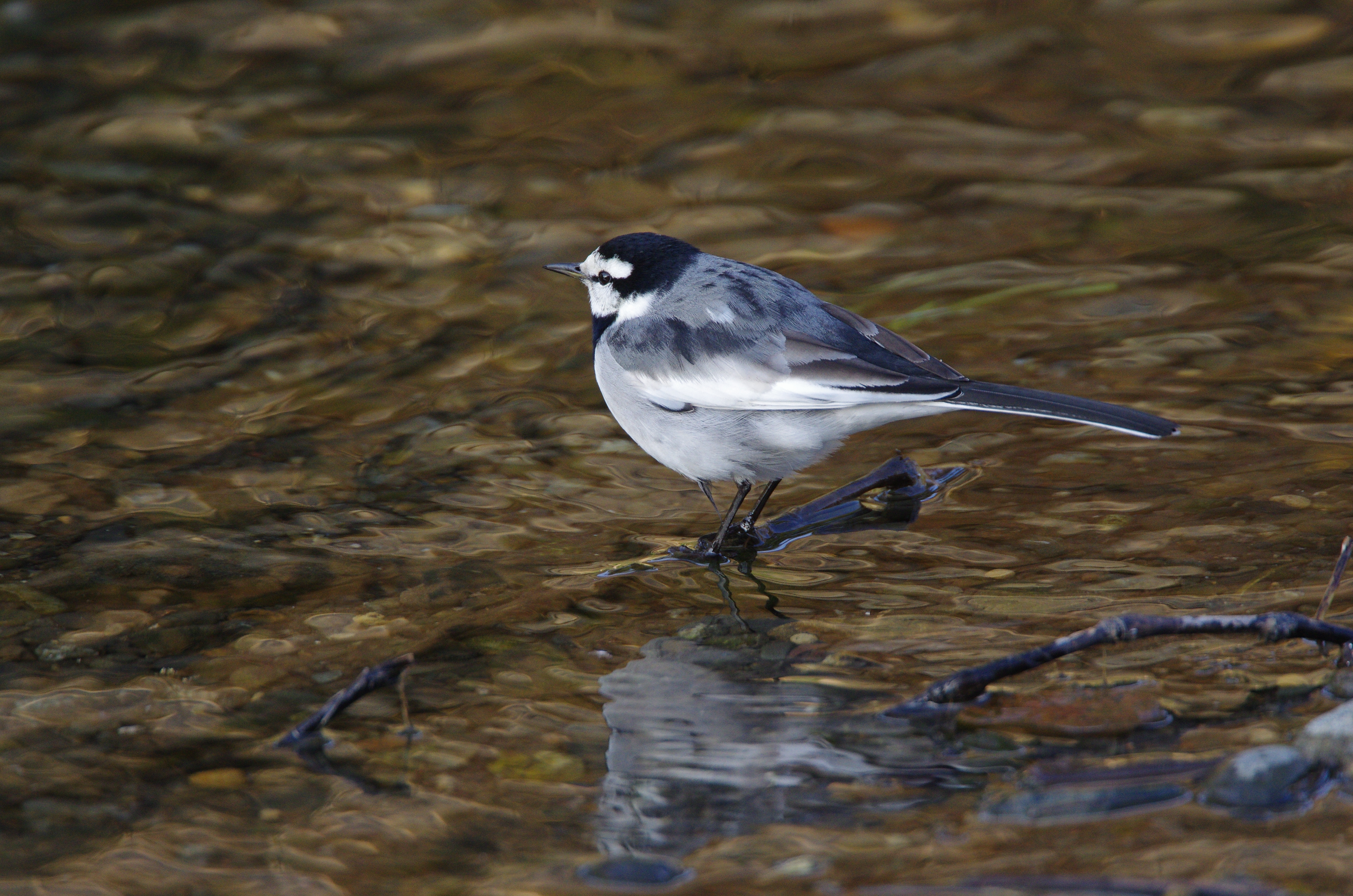 <b>1/500秒 / ISO1250 / WB:オート</b>