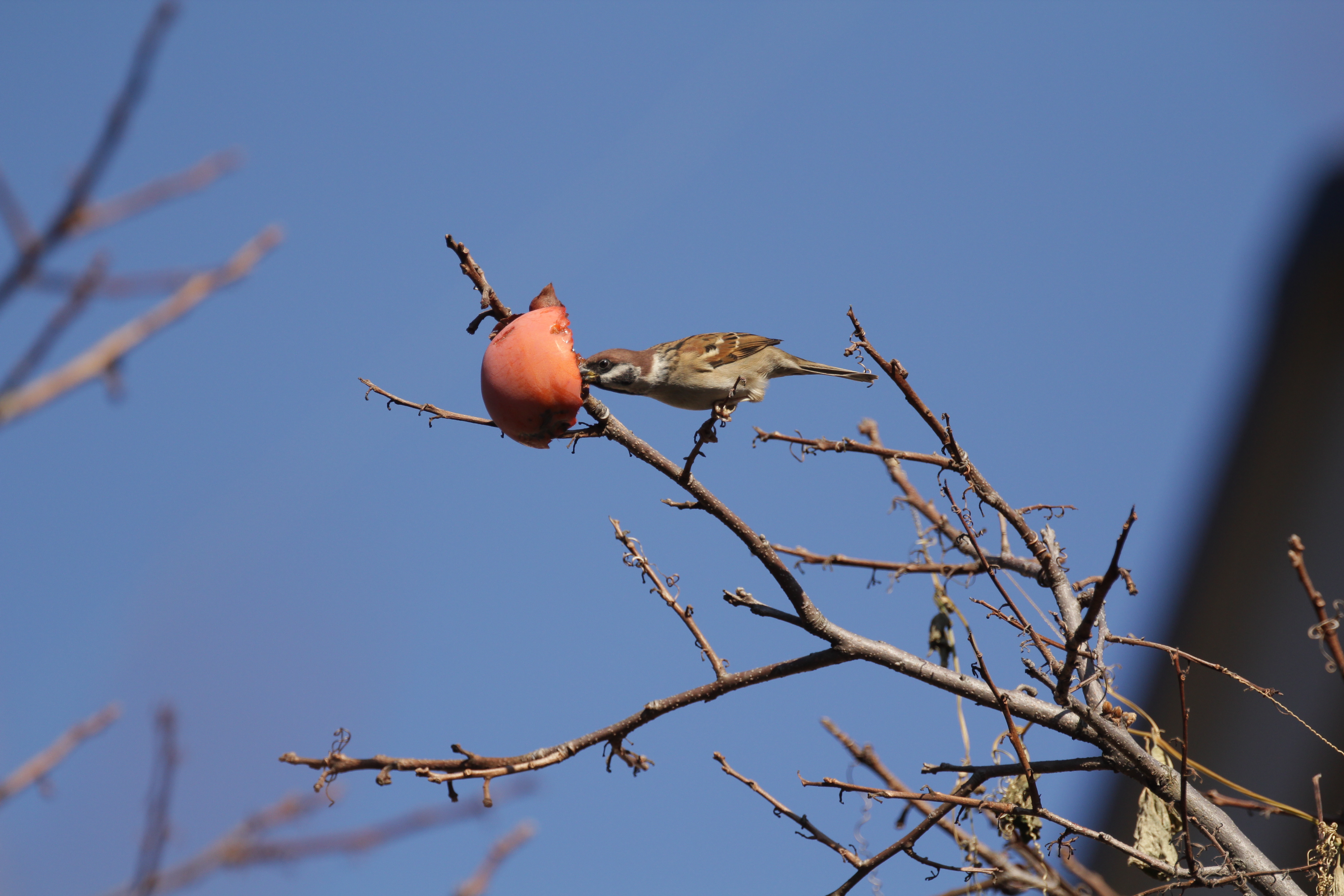 <b>1/1,600秒 / ISO320 / WB:オート</b>