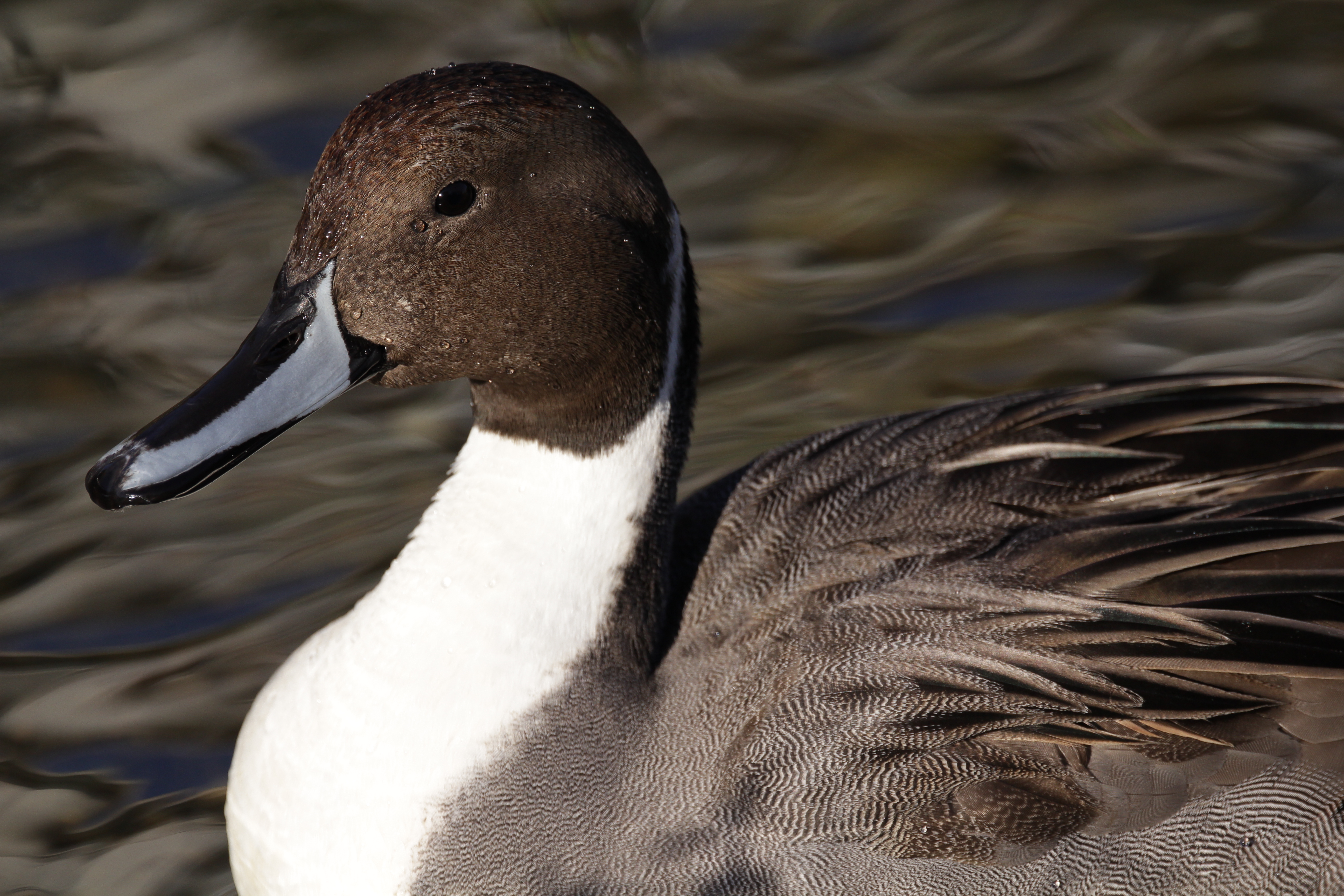 <b>1/1,000秒 / ISO250 / WB:4,800</b>