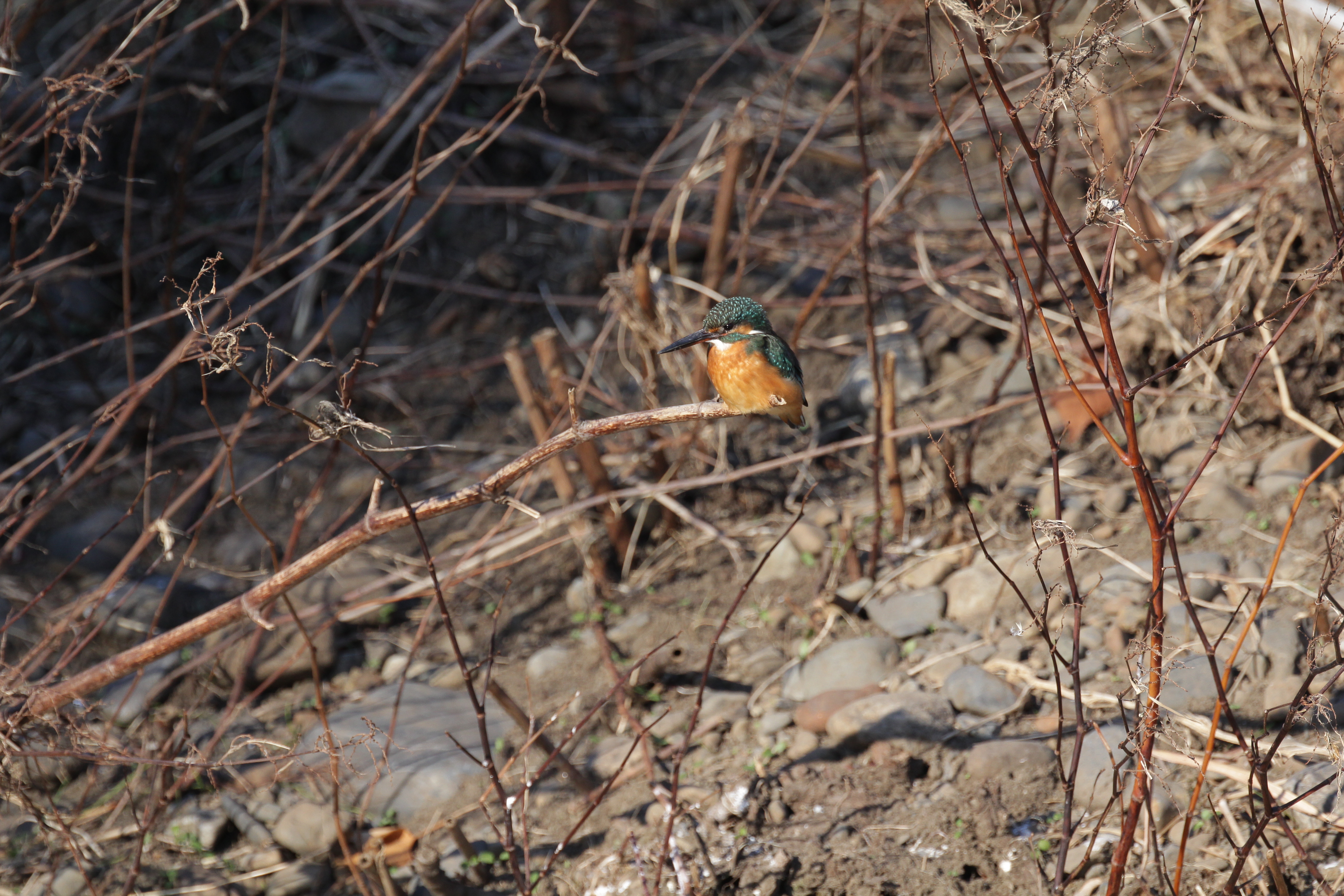 <b>1/1,250秒 / ISO400 / WB:オート</b>