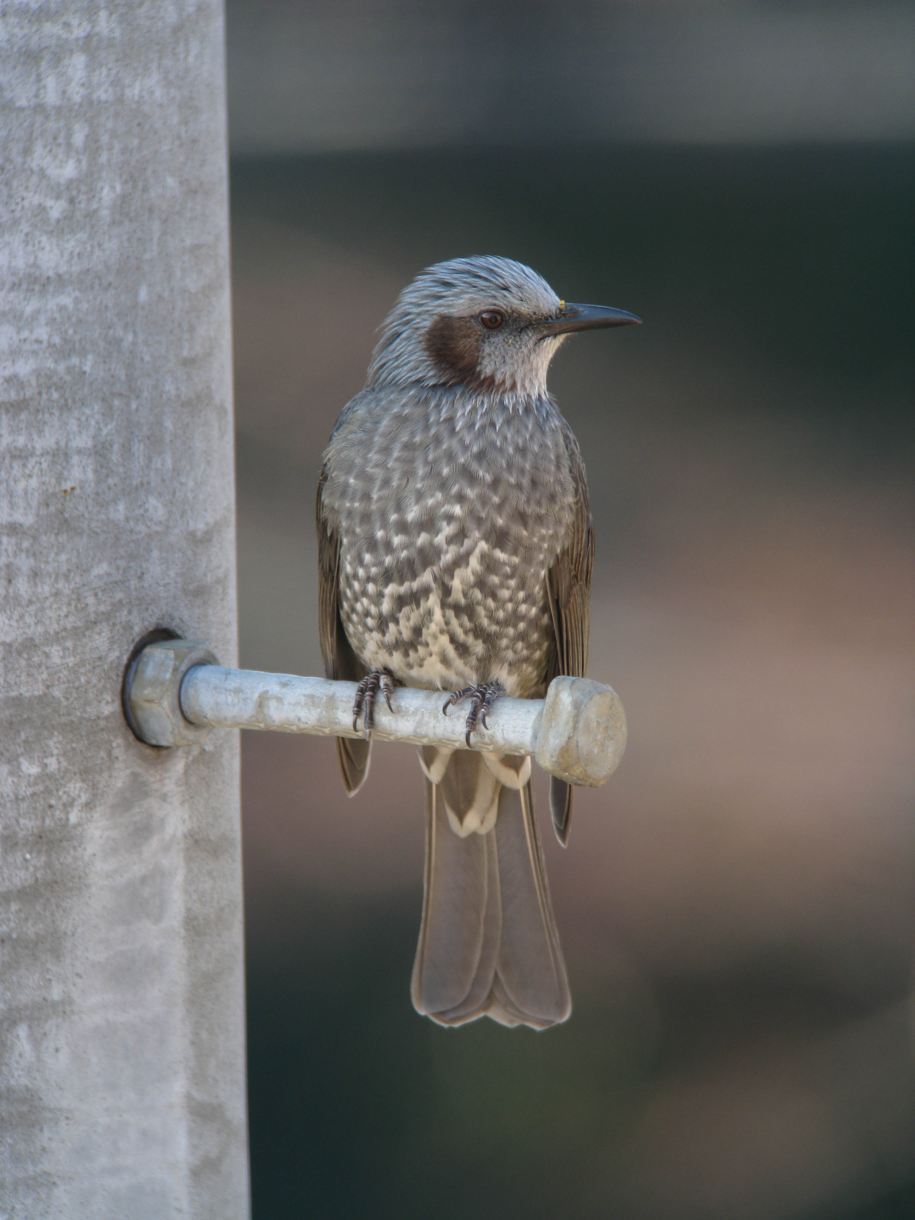 <b>1/100秒 / ISO80 / 1,188mm / WB:太陽光</b>