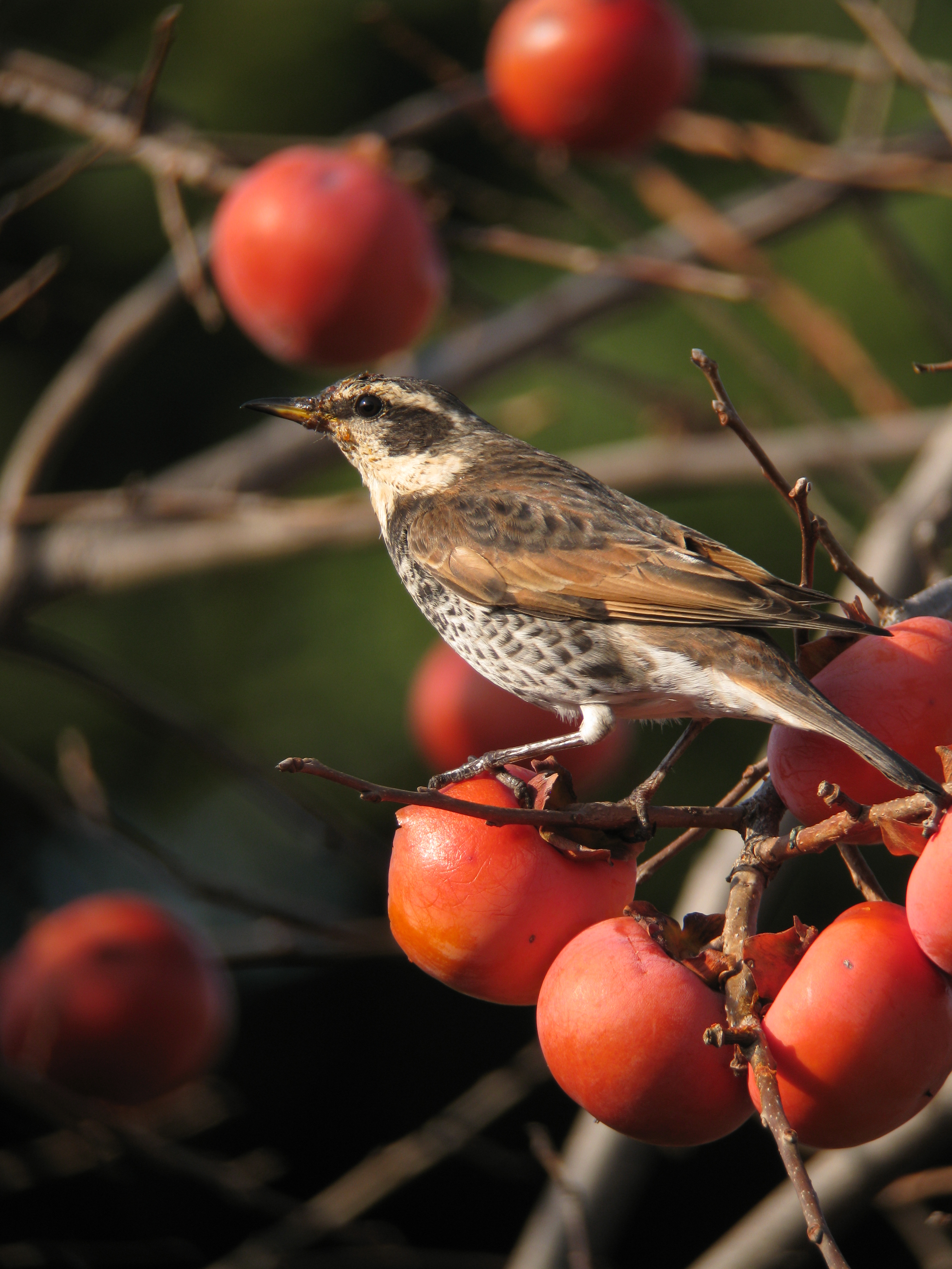 <b>1/320秒 / ISO80 / 1,767mm / WB:太陽光</b>