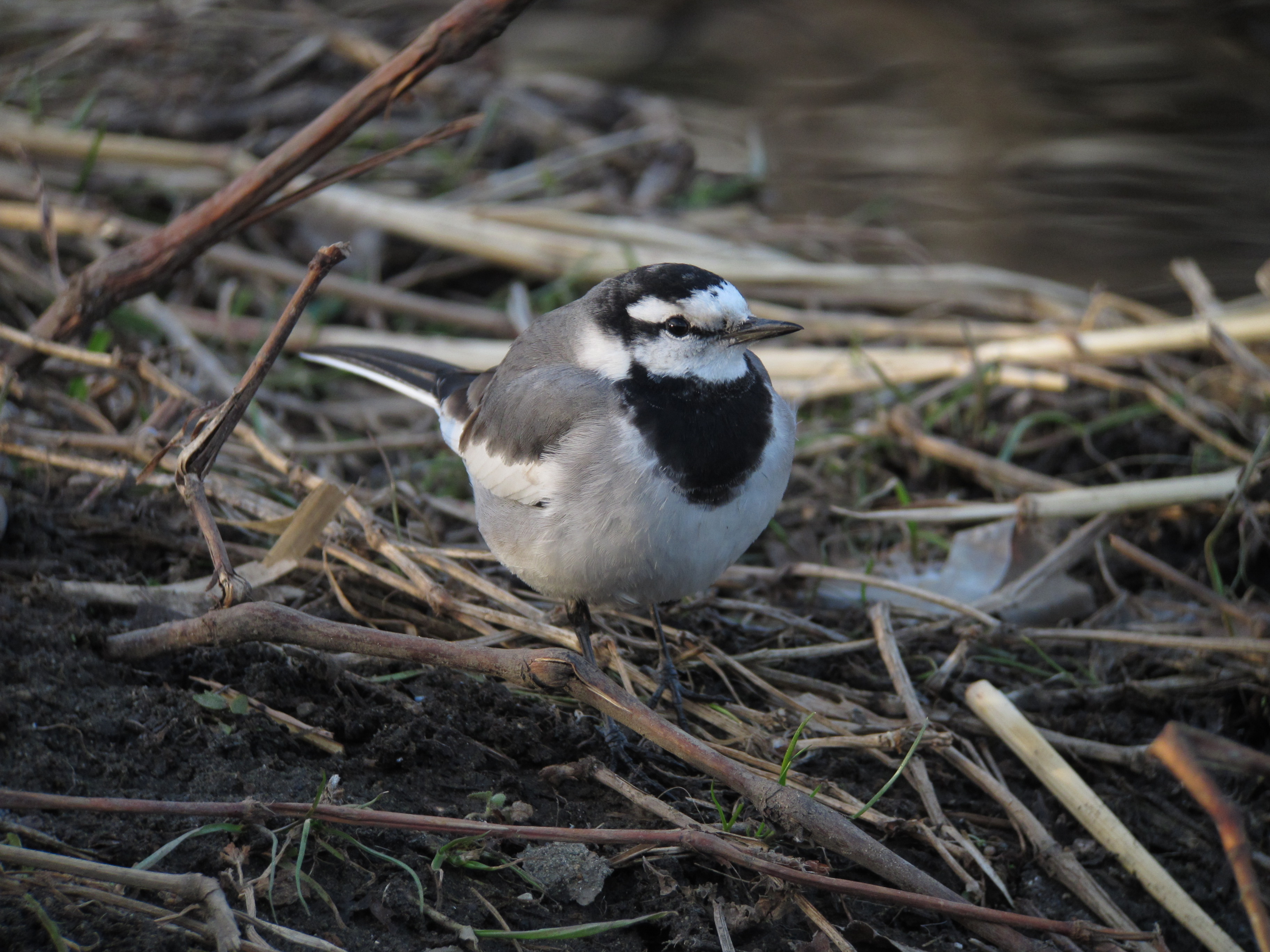 <b>1/200秒 / ISO200 / 1,314mm / WB:太陽光</b>