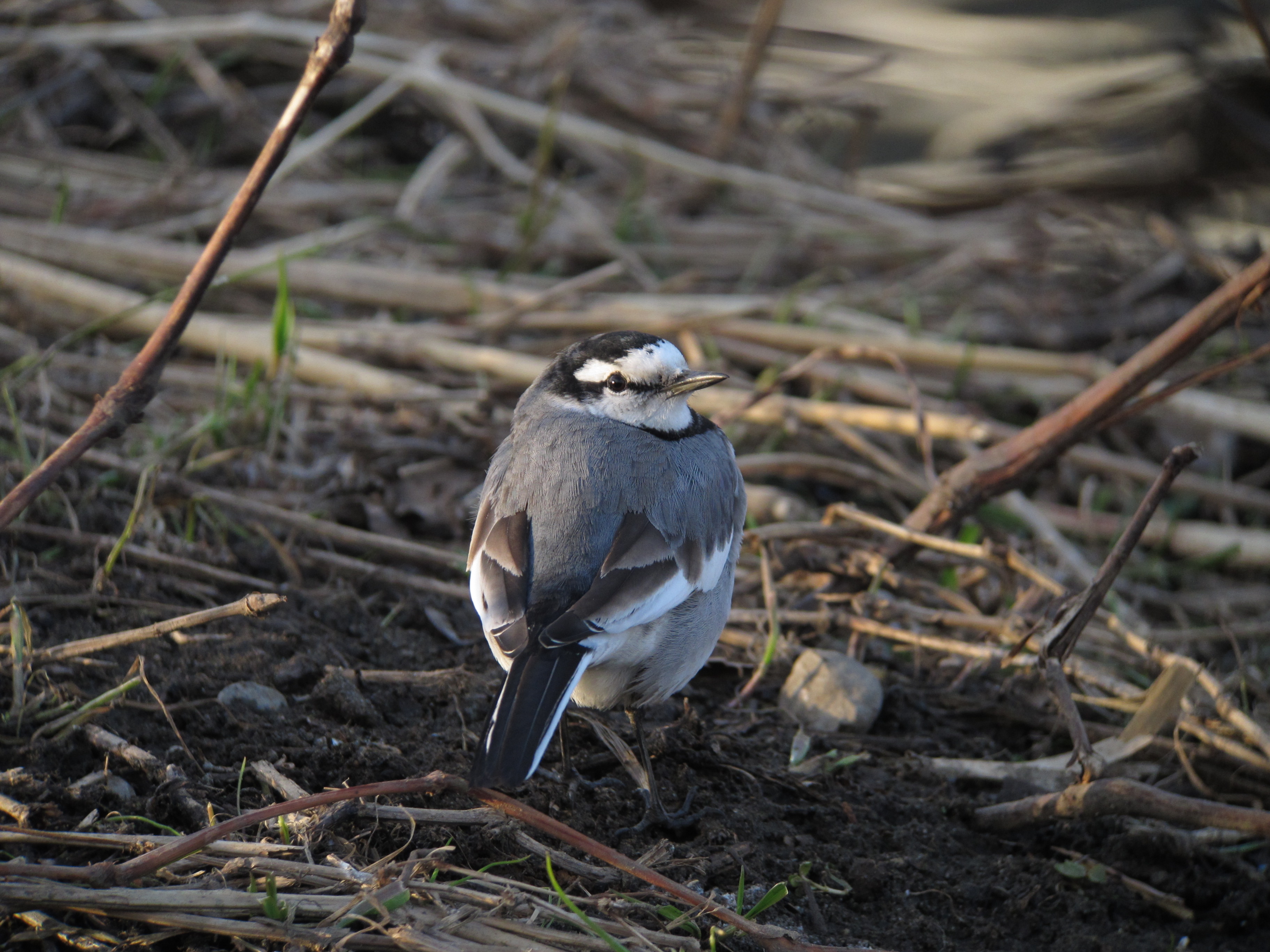 <b>1/250秒 / ISO200 / 1,275mm / WB:太陽光</b>
