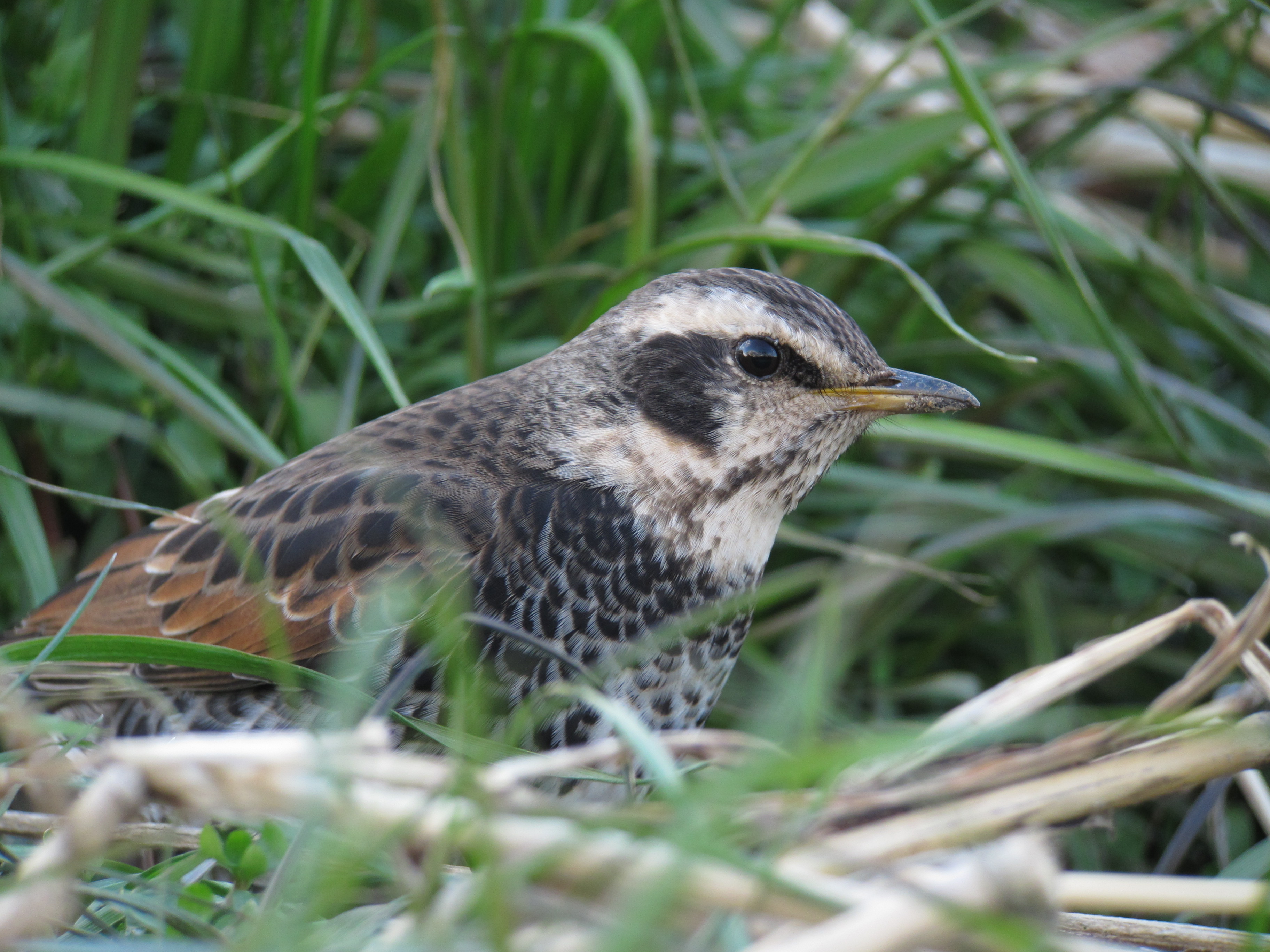 <b>1/80秒 / ISO200 / 1,236mm / WB:太陽光</b>