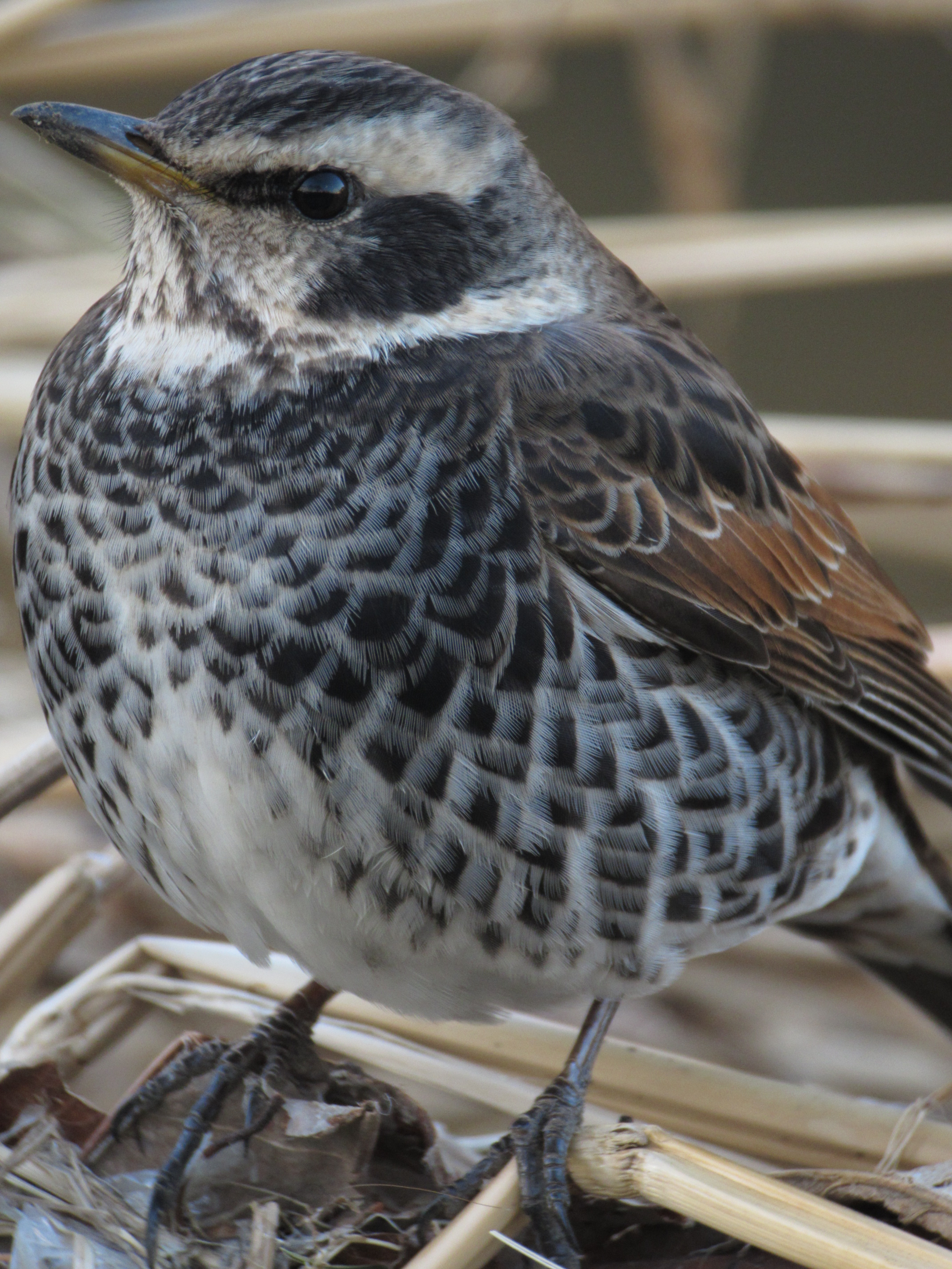 <b>1/100秒 / ISO400 / 2,232mm / WB:太陽光</b>