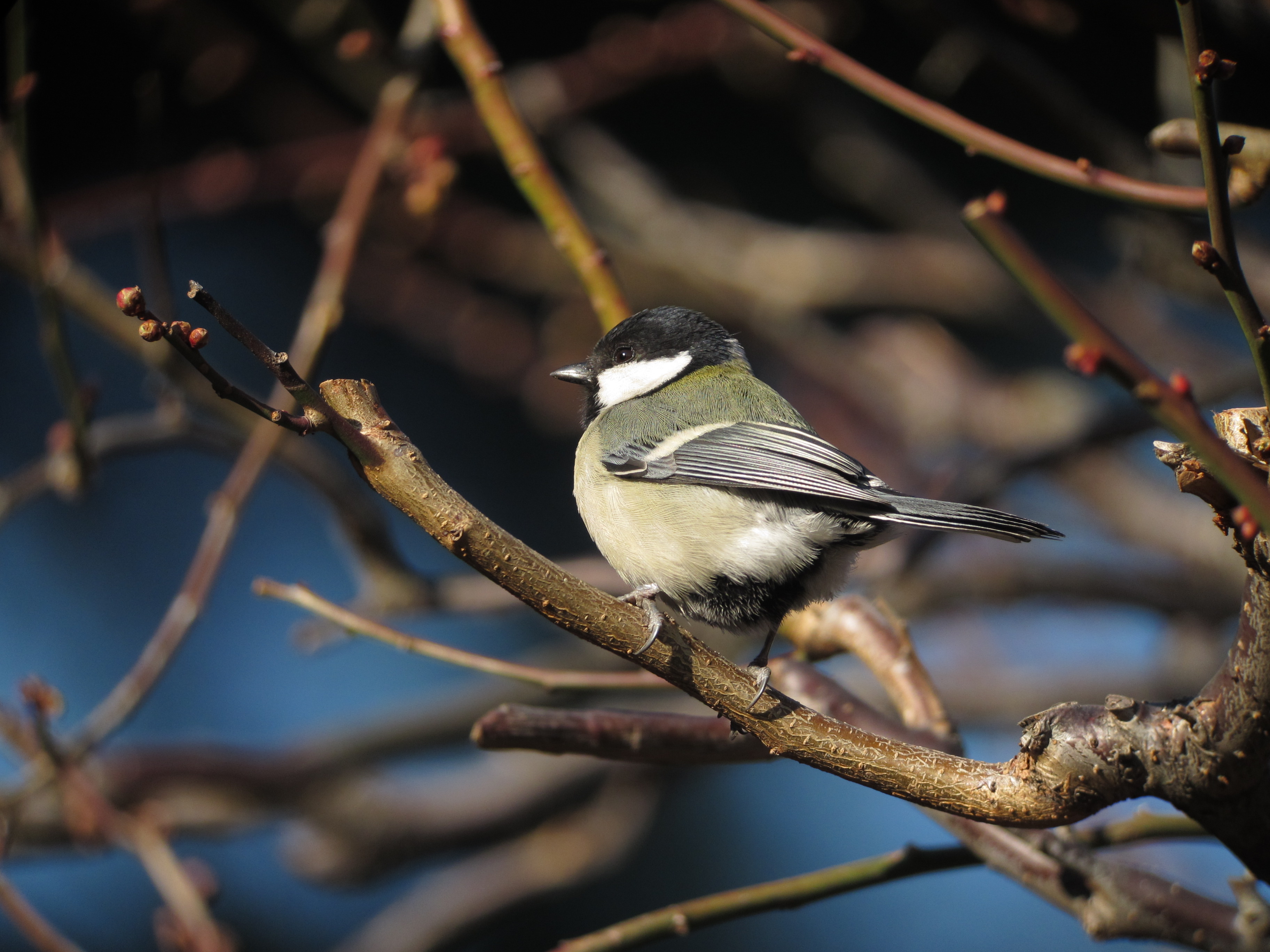 <b>1/1,000秒 / ISO125 / 1,196mm / WB:太陽光</b>