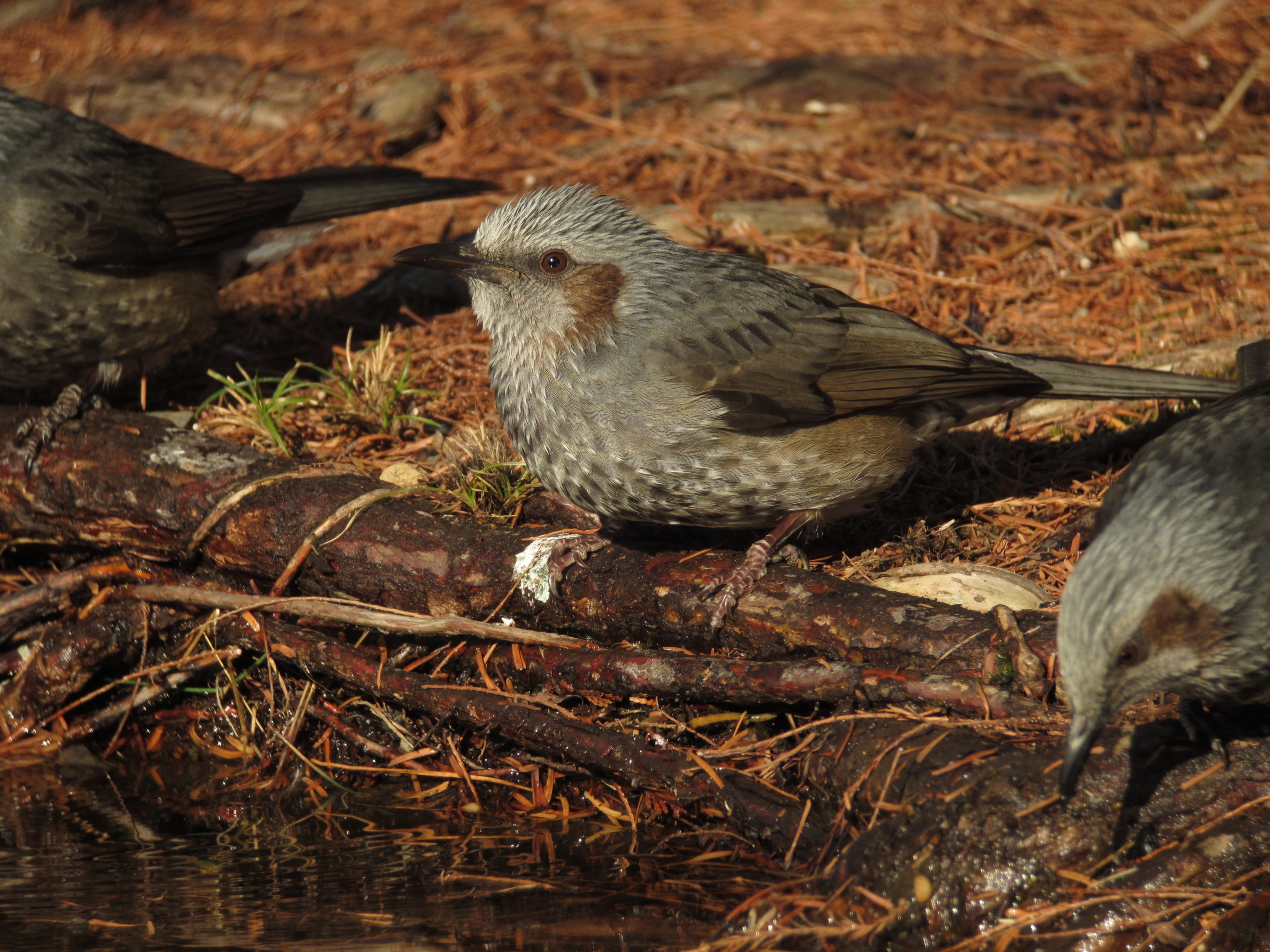 <b>1/640秒 / ISO125 / 1,950mm / WB:太陽光</b>