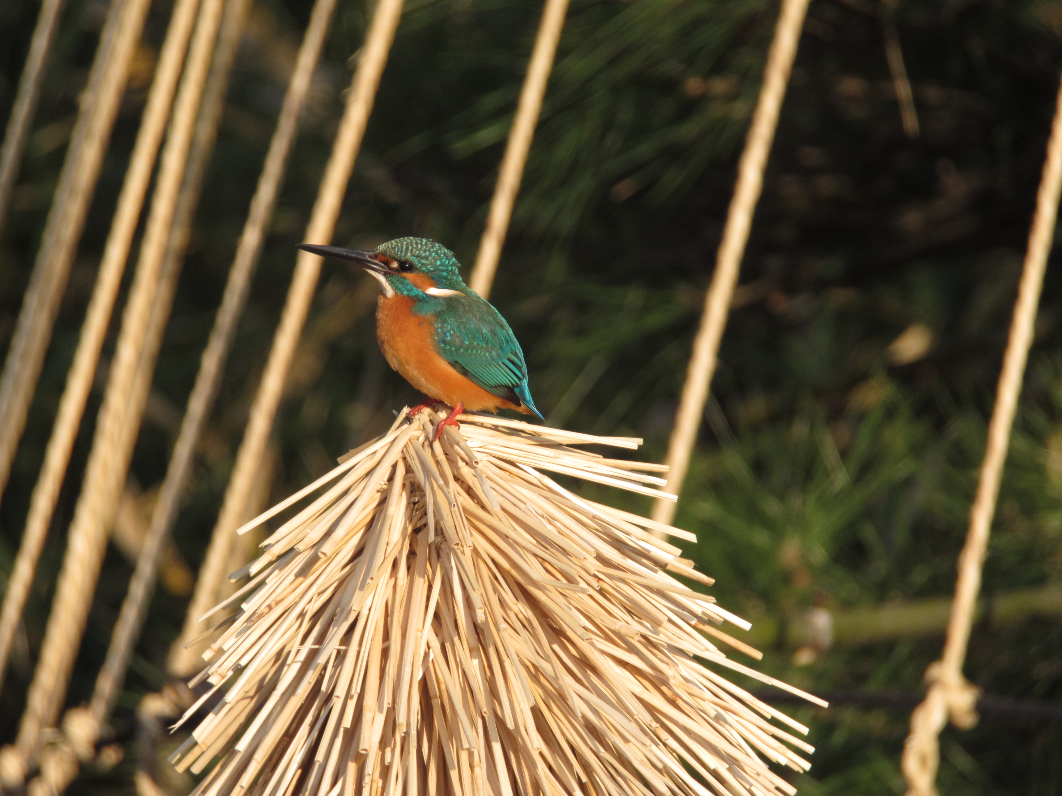 <b>1/400秒 / ISO200 / 2,395mm / WB:太陽光</b>