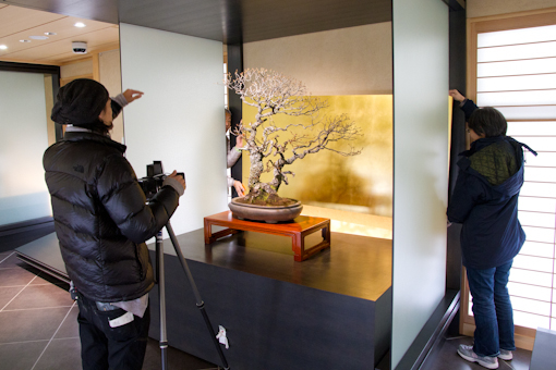 <b>高価な盆栽の裏側へ慎重にセットされる屏風のバック</b>