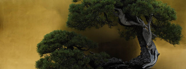 <b>From series "BONSAI" 2010 Photo by Ryo Ohwada (c)</b>