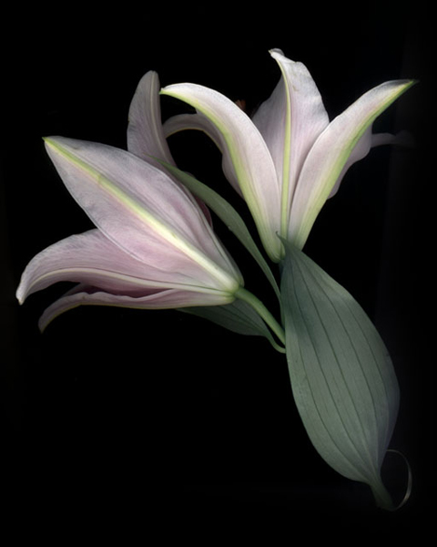 <b>From series "SOURCE" 2002 Photo by Ryo Ohwada (c)</b>