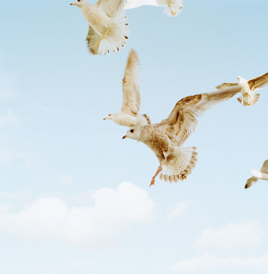 <b>Bird 2006 Photo by Ryo Ohwada (c)</b>