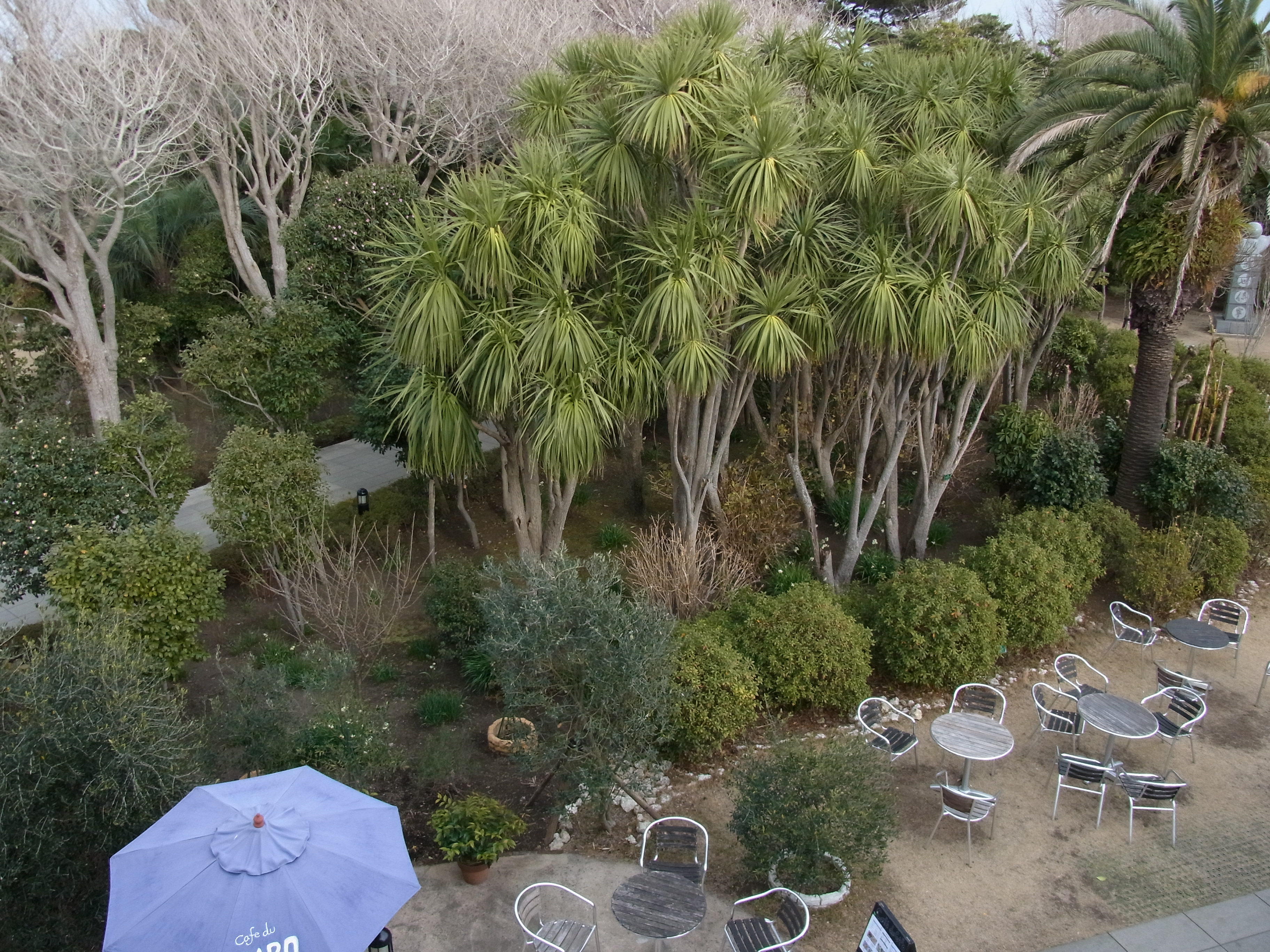 <b>超解像:OFF / CX5 / 約3.8MB / 3,648×2,736 / 1/310秒 / F3.5 / 0.0EV / ISO100 / WB:オート / 4.9mm</b>