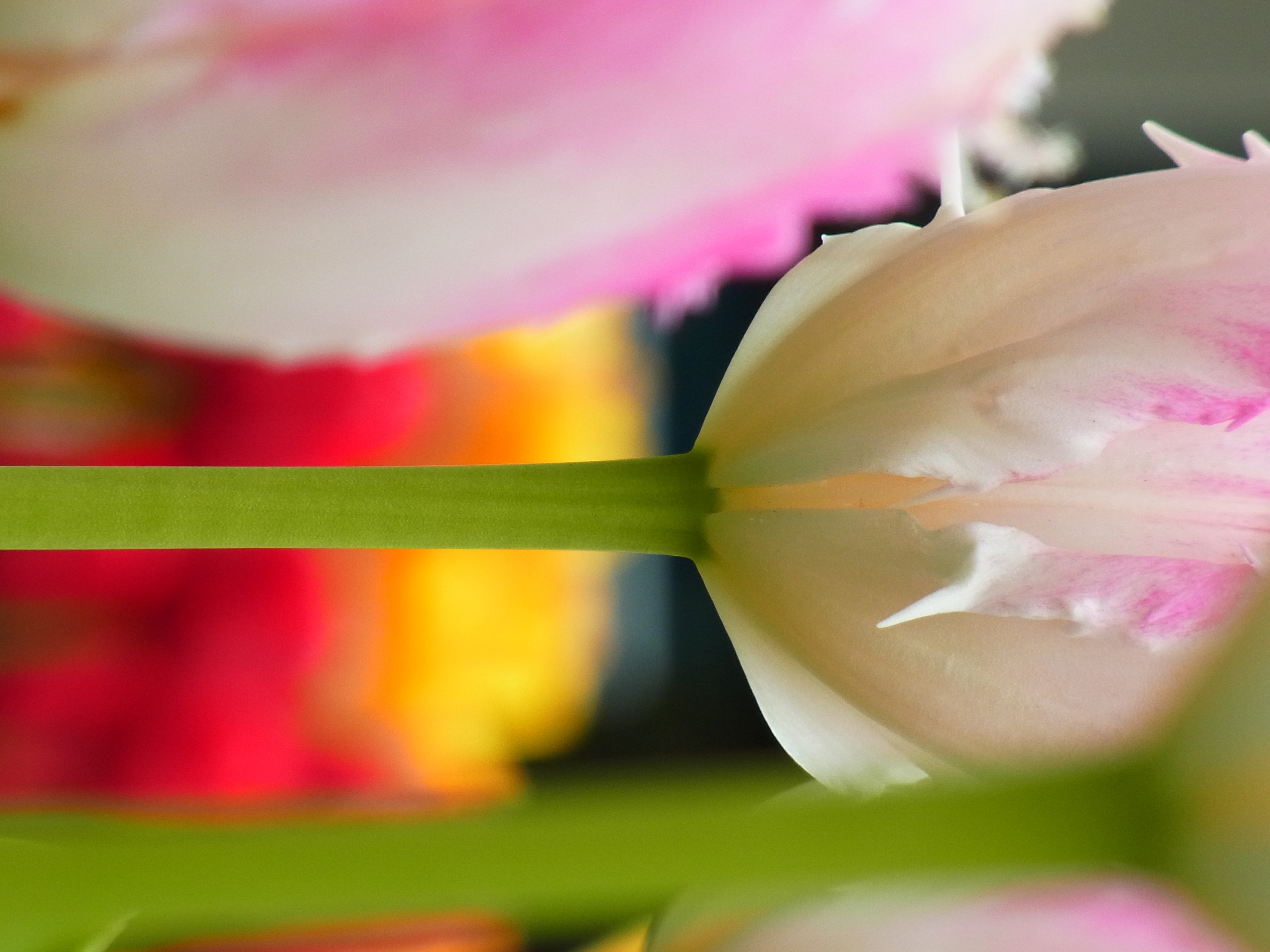 <b>超解像ズーム（360mm相当） / CX5 / 約3.3MB / 2,736×3,648 / 1/217秒 / F5.6 / +0.3EV / ISO100 / WB:オート / 52.5mm</b>