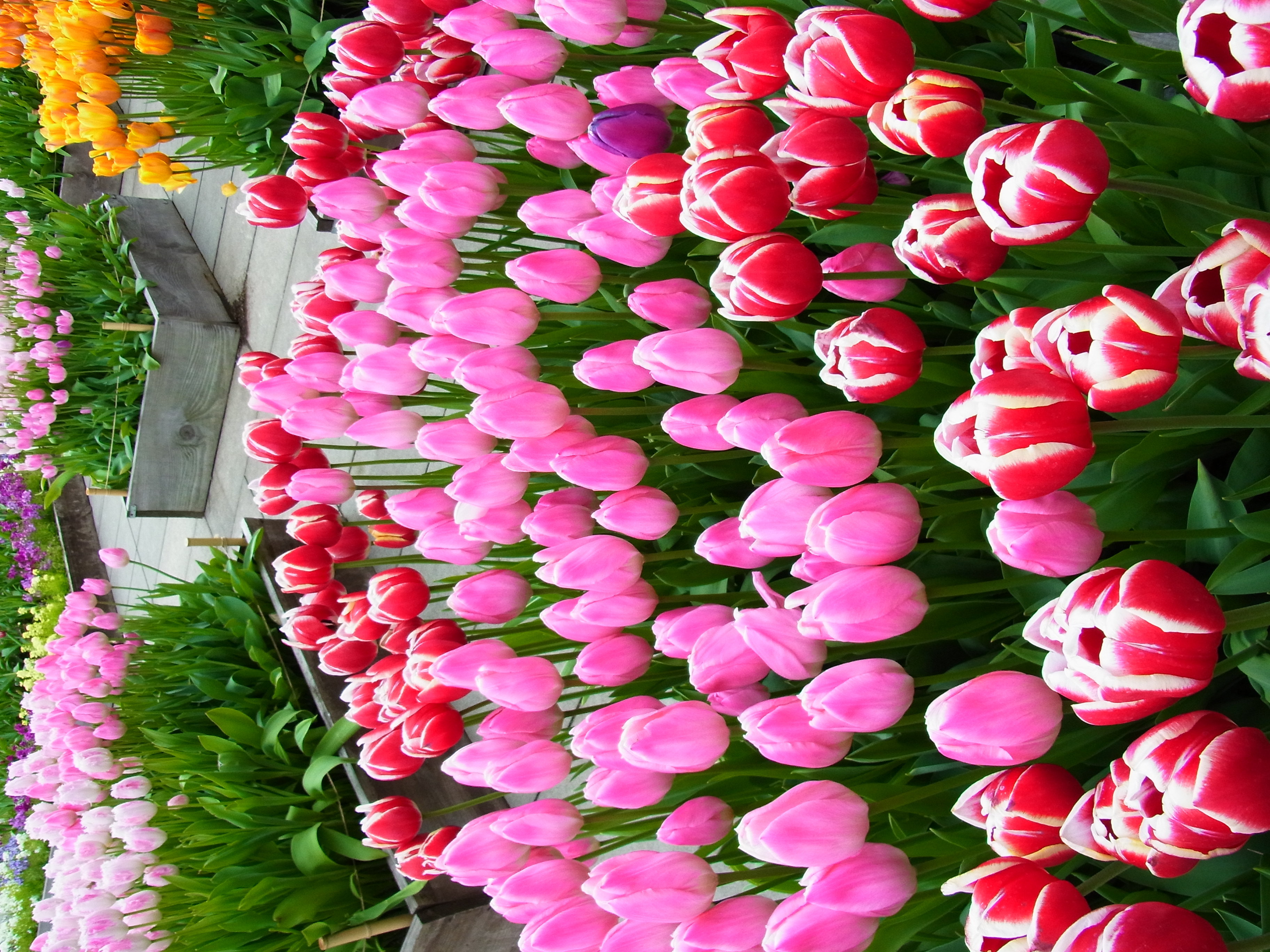 <b>CX5 / 約3.6MB / 2,736×3,648 / 1/217秒 / F3.5 / +0.3EV / ISO100 / WB:オート / 4.9mm</b>