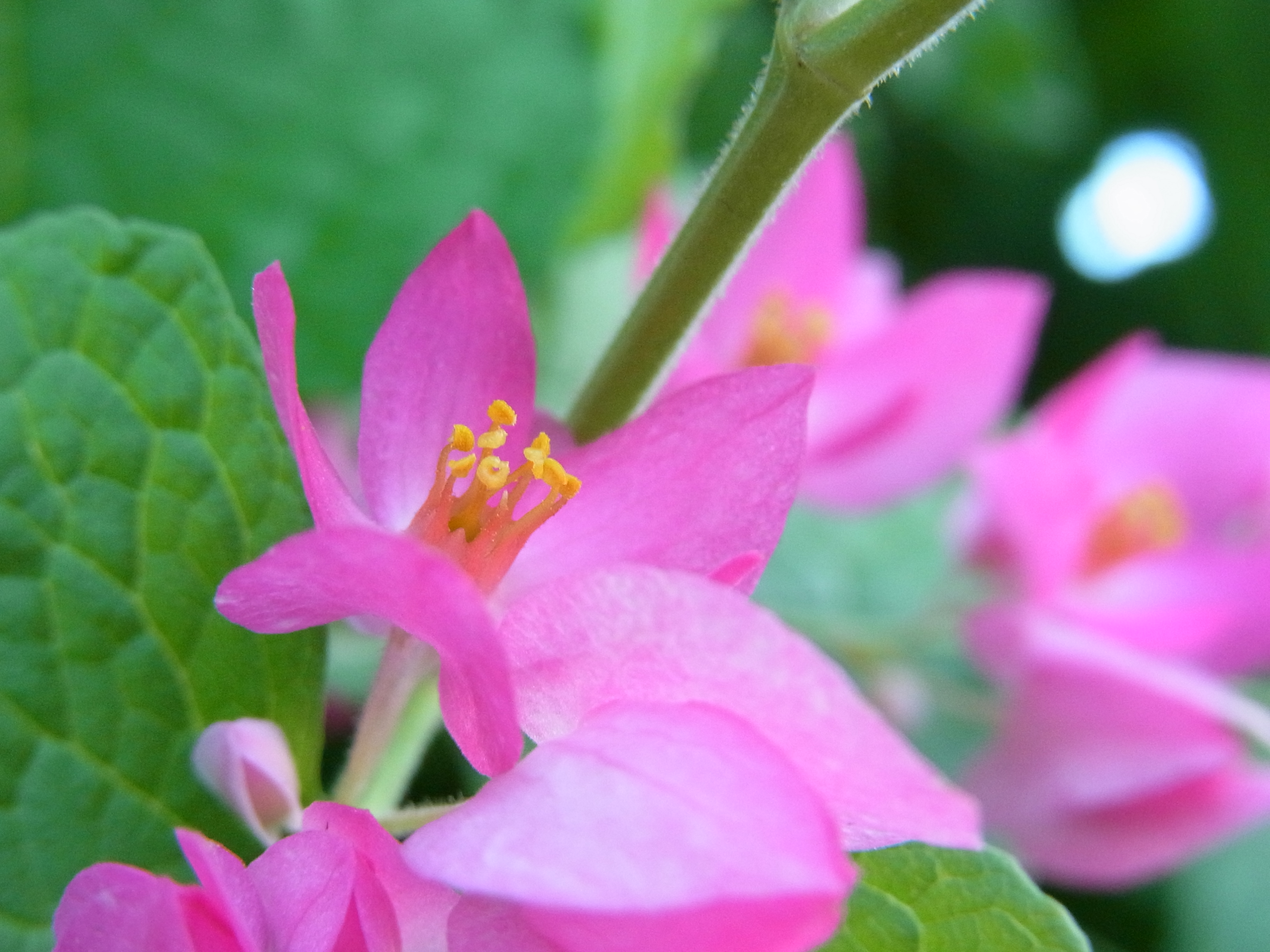 <b>ズームマクロ / CX5 / 約3.3MB / 3,648×2,736 / 1/68秒 / F4.5 / 0.0EV / ISO367 / WB:オート / 12.2mm</b>