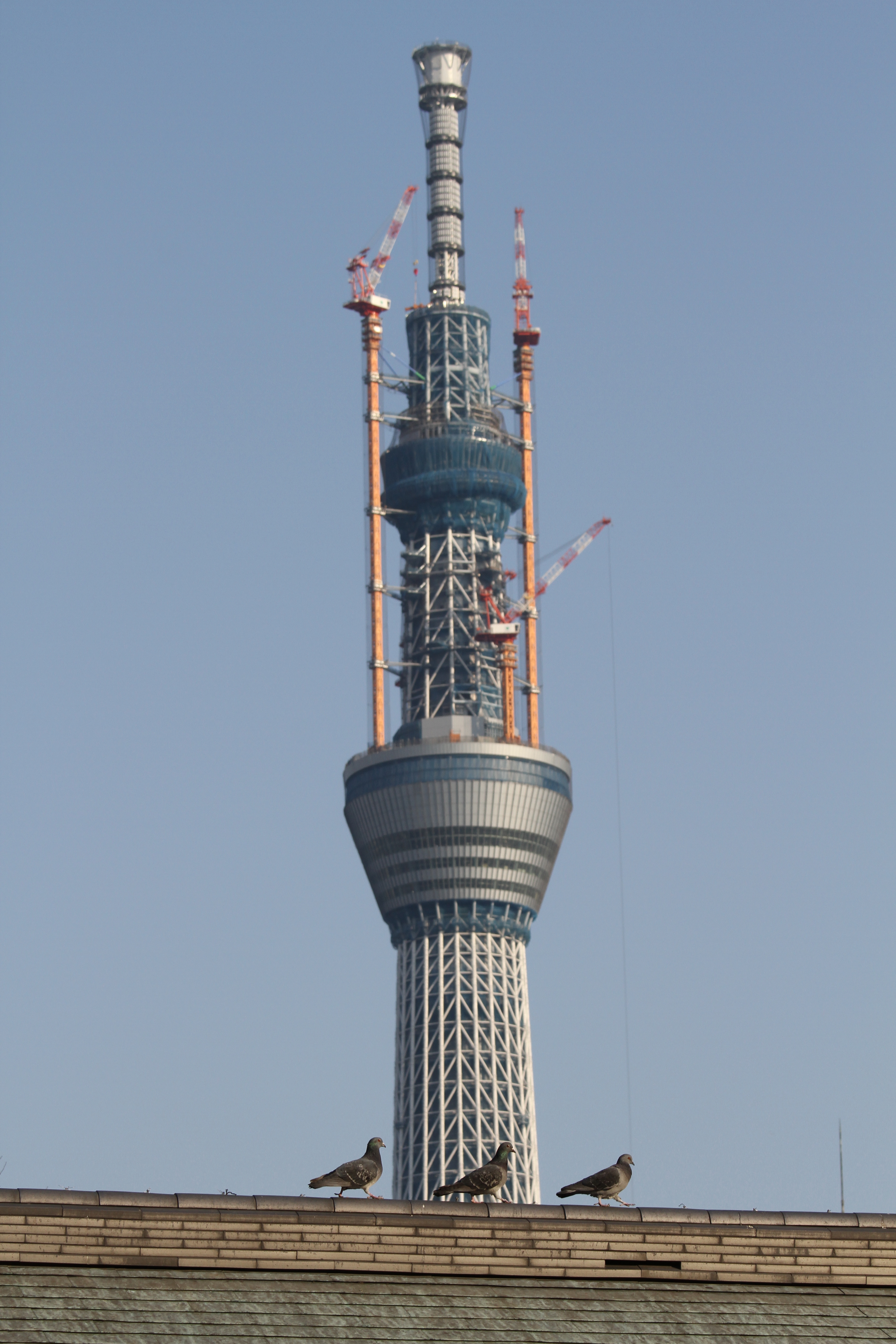 <b>浅草寺の境内からも東京スカイツリーはよく確認できる。ちょうど建物の上にいた鳥と一緒に撮影しようと狙っていると、運よく等間隔に鳥が並んで歩いてくれたので、それをメインに東京スカイツリーを撮影。EOS 7D / EF 70-200mm F4 L IS USM / 3,456×5,184 / 1/500秒 / F8 / 0EV / ISO200 / プログラム / WB:オート / 93mm / 15:26</b>