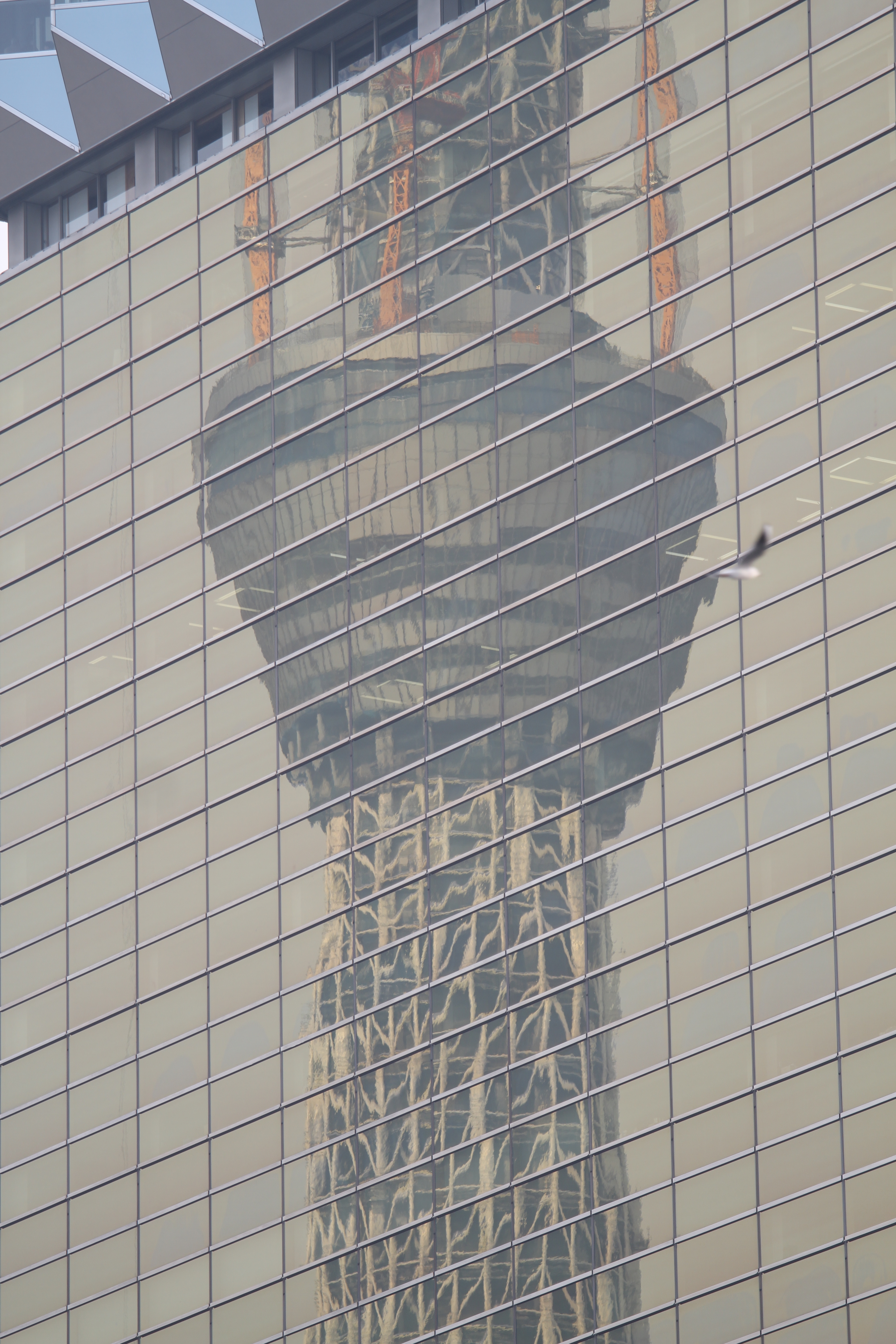 <b>隅田川沿いのビルに東京スカイツリーが写り込むポイントとして有名。ただ、多くの人は吾妻橋やその周辺から眺めるようで、川沿いの遊歩道はそれほど混雑していないので、比較的撮影しやすい。EOS 7D / EF 70-200mm F4 L IS USM / 3,456×5,184 / 1/250秒 / F4 / +0.3EV / ISO100 / プログラム / WB:オート / 176mm / 15:28</b>