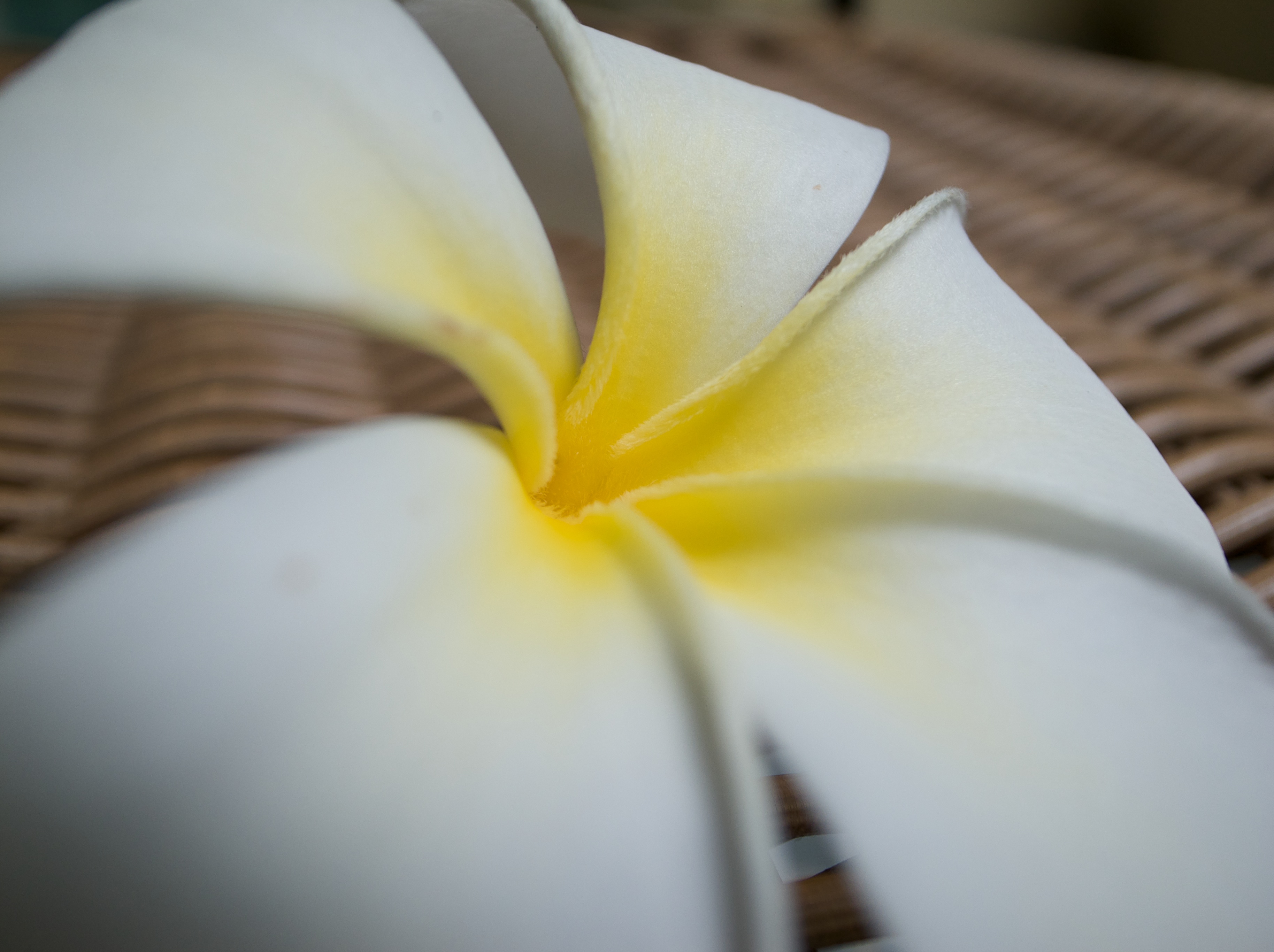 <b>最短撮影距離 / GR DIGITAL III / RAW / 約1.6MB / 3,656×2,732 / 1/68秒 / F1.9 / +0.7EV / ISO64 / WB:屋外 / 6mm</b>