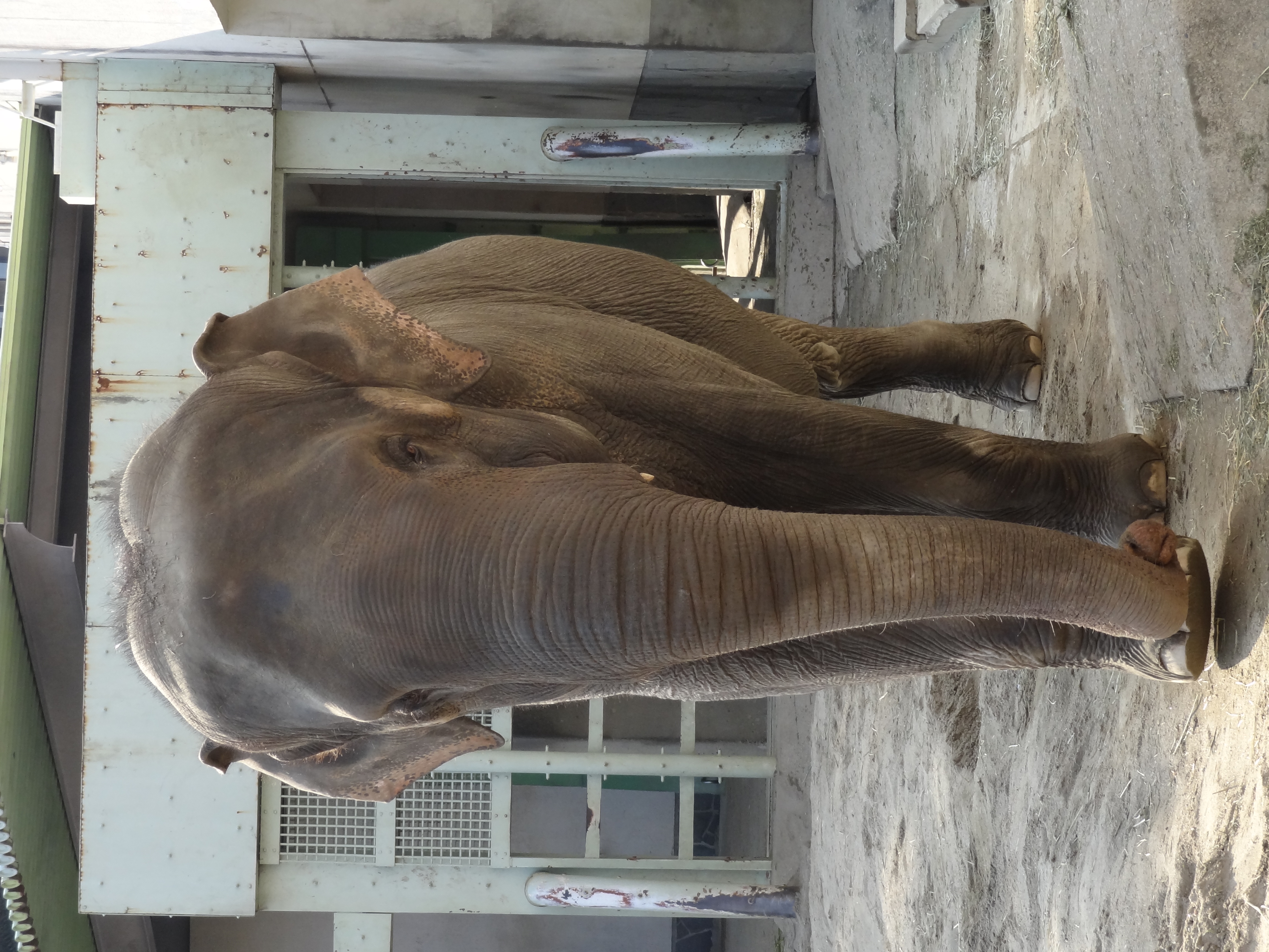 <b>DSC-HX7V / 約3.9MB / 3,456×4,608 / 1/250秒 / F5 / -0.3EV / ISO200 / WB:オート / 15.3mm</b>