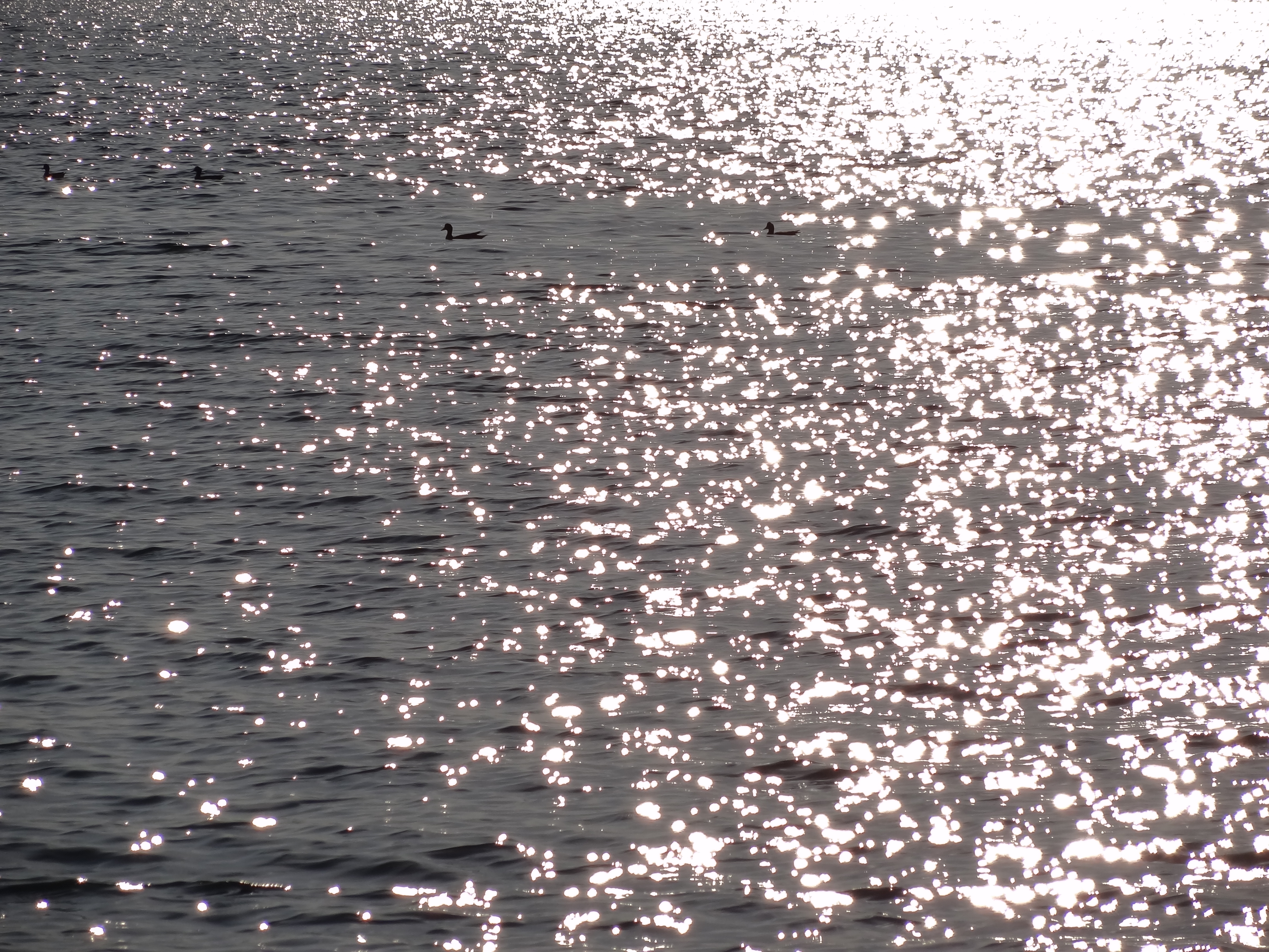 <b>DSC-HX7V / 約5.3MB / 4,608×3,456 / 1/500秒 / F13 / -0.3EV / ISO125 / WB:オート / 42.5mm</b>