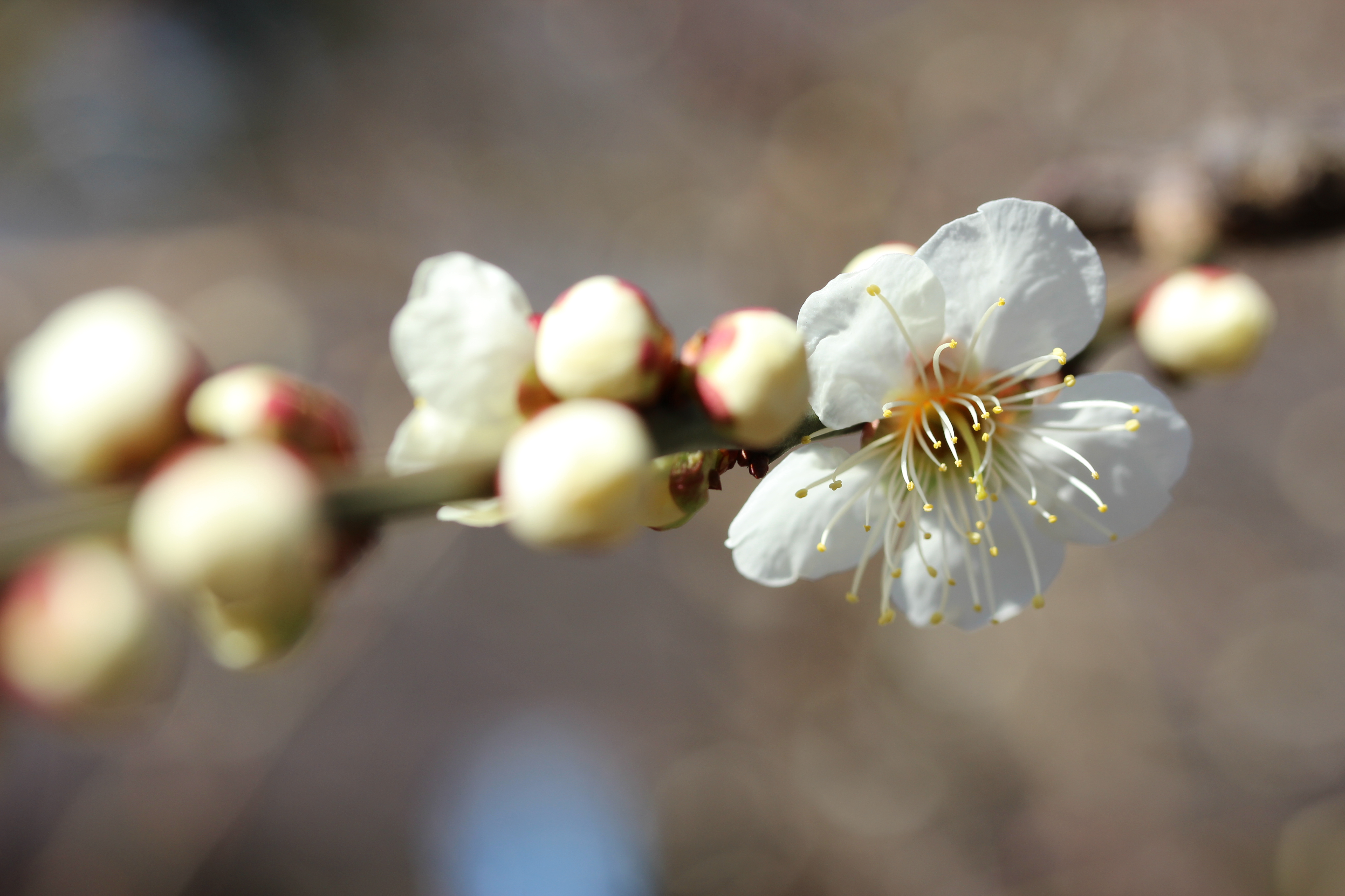 <b>背景のボケ:標準 / EOS Kiss X5 / EF-S 60mm F2.8 Macro USM / 5,184×3,456 / クリエイティブオート / 1/250秒 / F5 / 0EV / ISOオート（ISO100） / WB:オート / 60mm</b>