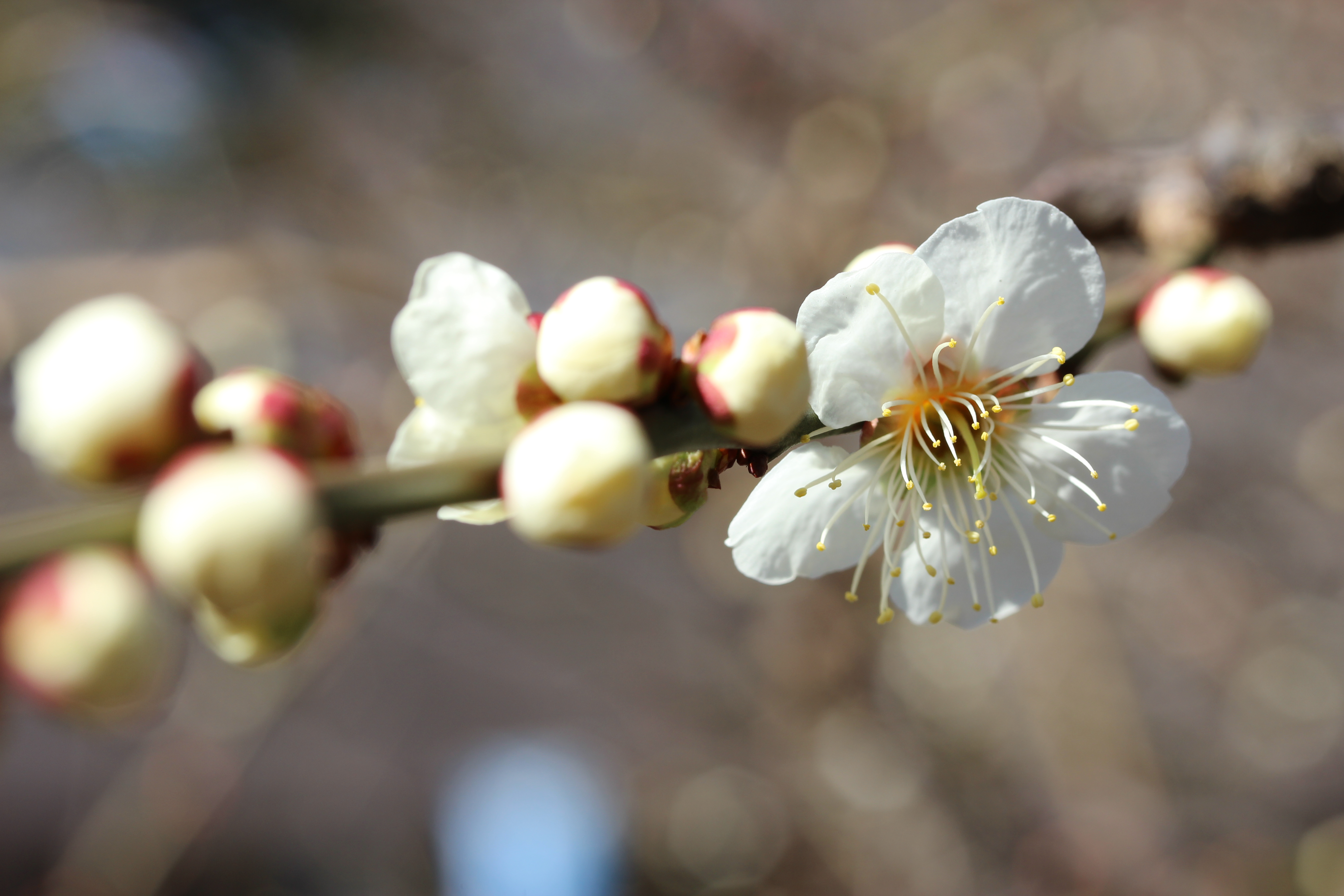 <b>背景のボケ:くっきり / EOS Kiss X5 / EF-S 60mm F2.8 Macro USM / 5,184×3,456 / クリエイティブオート / 1/125秒 / F7.1 / 0EV / ISOオート（ISO100） / WB:オート / 60mm</b>