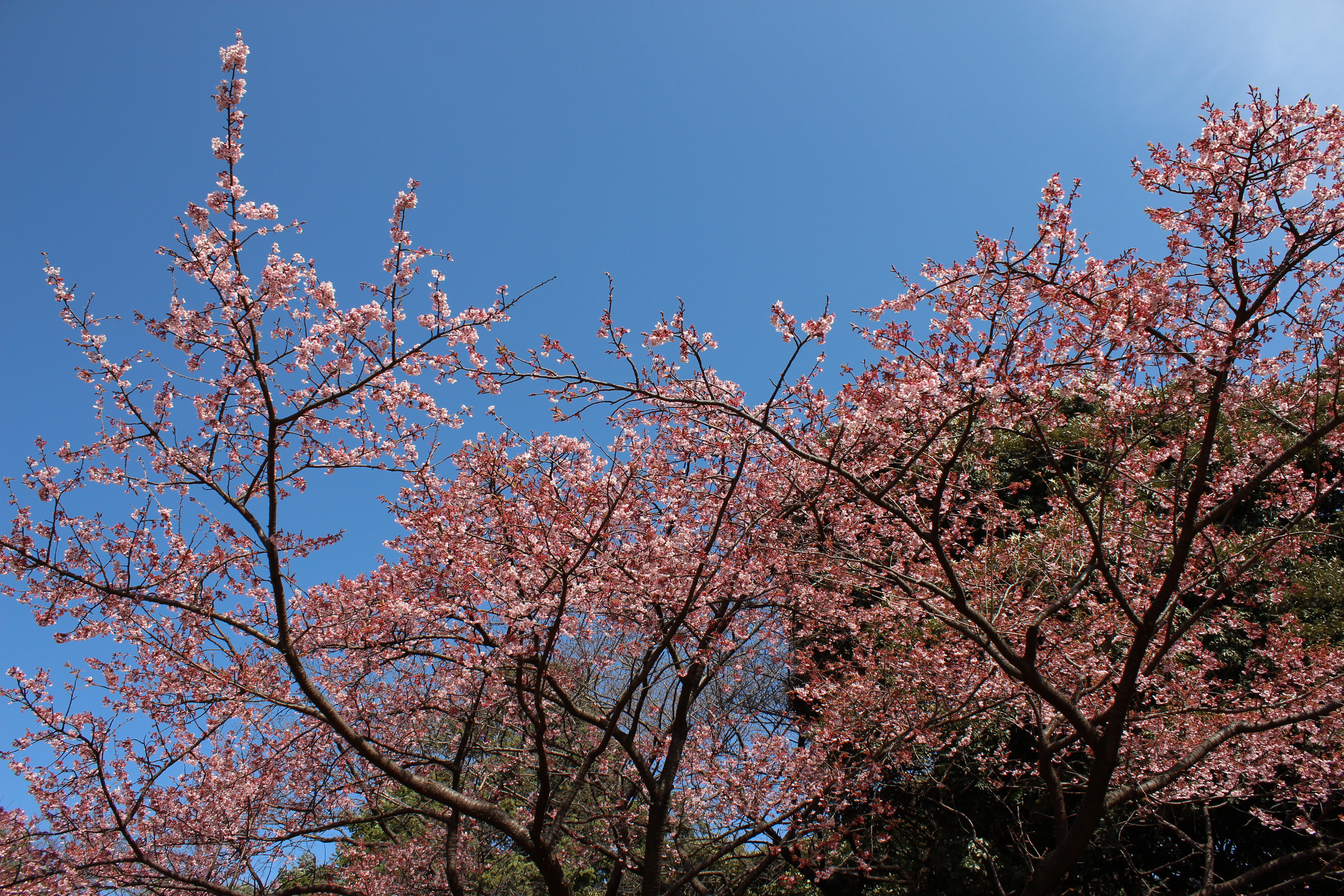 <b>ピクチャースタイル:オート / EOS Kiss X5 / EF-S 18-55mm F3.5-5.6 IS II / 5,184×3,456 / 絞り優先AE / 1/200秒 / F8 / 0.3EV / ISO100 / WB:オート / 18mm</b>