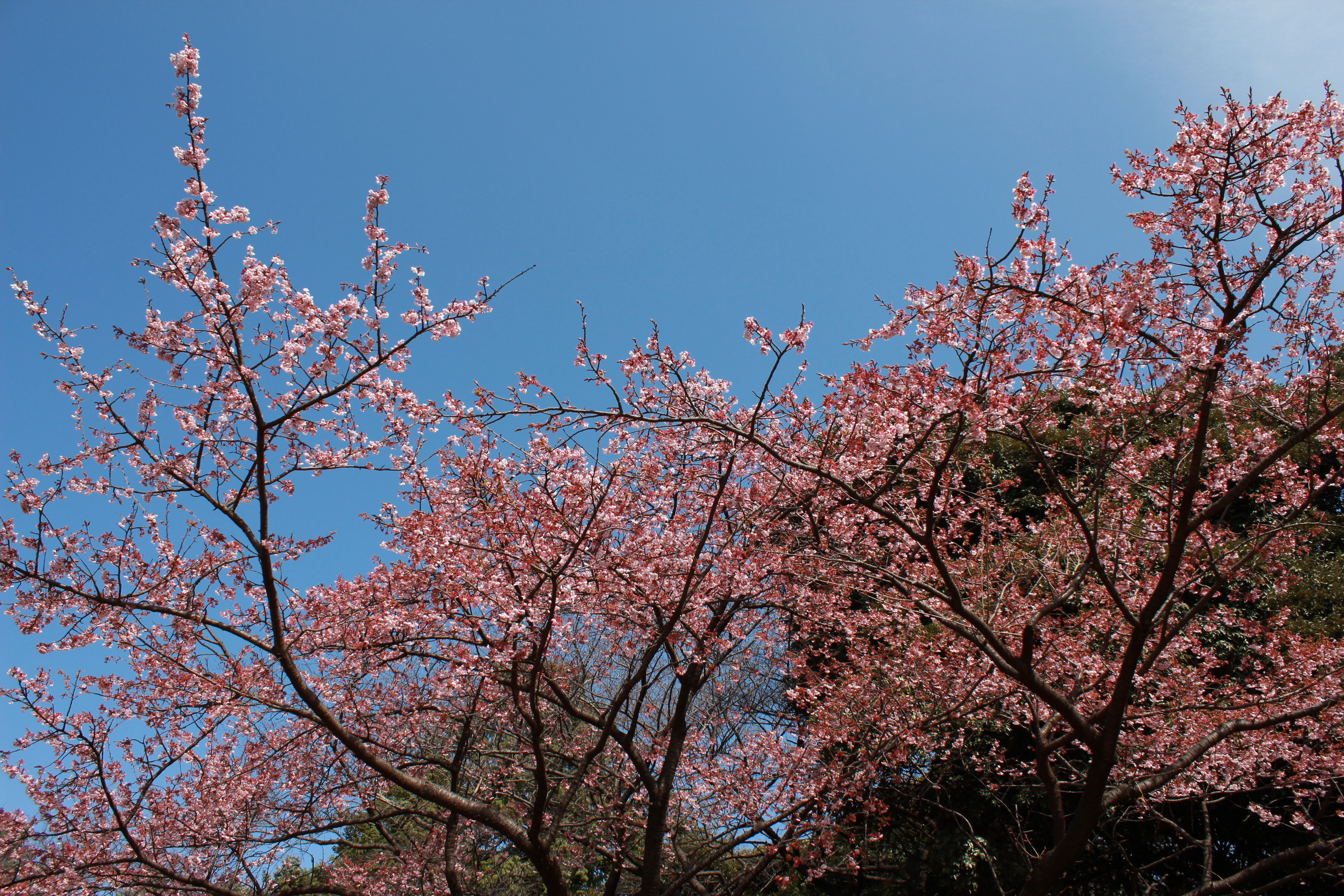 <b>ピクチャースタイル:ポートレート / EOS Kiss X5 / EF-S 18-55mm F3.5-5.6 IS II / 5,184×3,456 / 絞り優先AE / 1/200秒 / F8 / 0.3EV / ISO100 / WB:オート / 18mm</b>