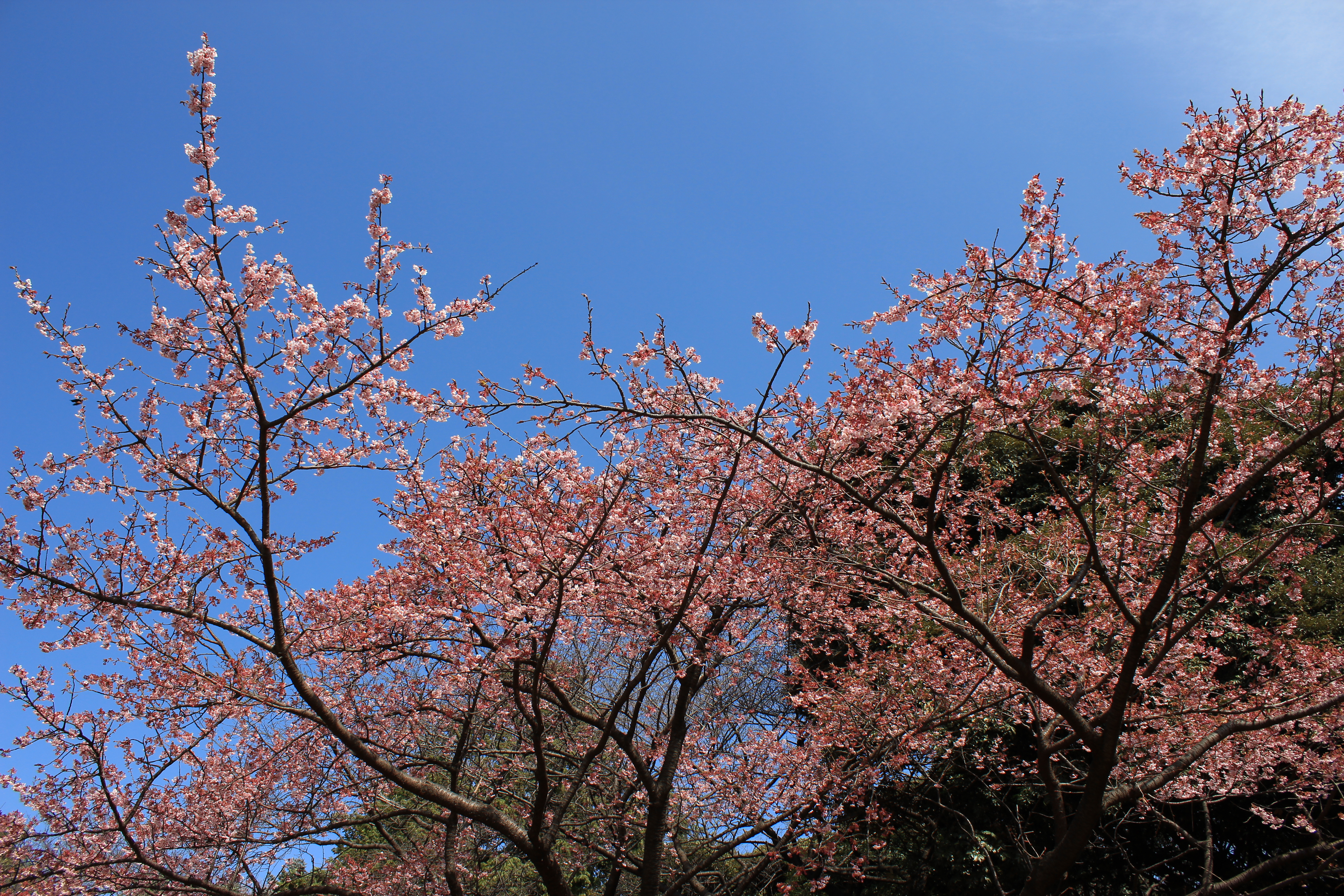 <b>ピクチャースタイル:風景 / EOS Kiss X5 / EF-S 18-55mm F3.5-5.6 IS II / 5,184×3,456 / 絞り優先AE / 1/200秒 / F8 / 0.3EV / ISO100 / WB:オート / 18mm</b>