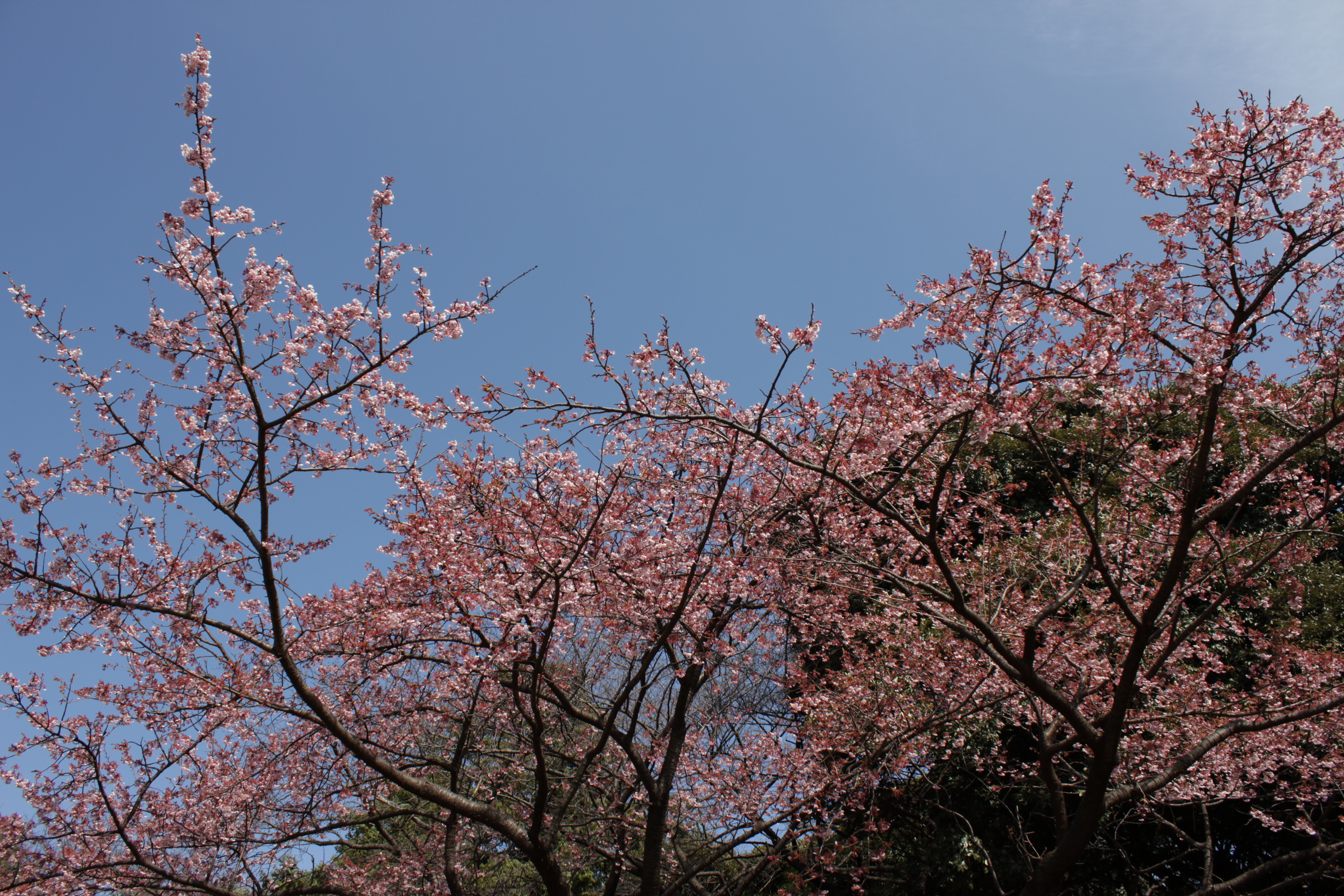 <b>ピクチャースタイル:ニュートラル / EOS Kiss X5 / EF-S 18-55mm F3.5-5.6 IS II / 5,184×3,456 / 絞り優先AE / 1/200秒 / F8 / 0.3EV / ISO100 / WB:オート / 18mm</b>
