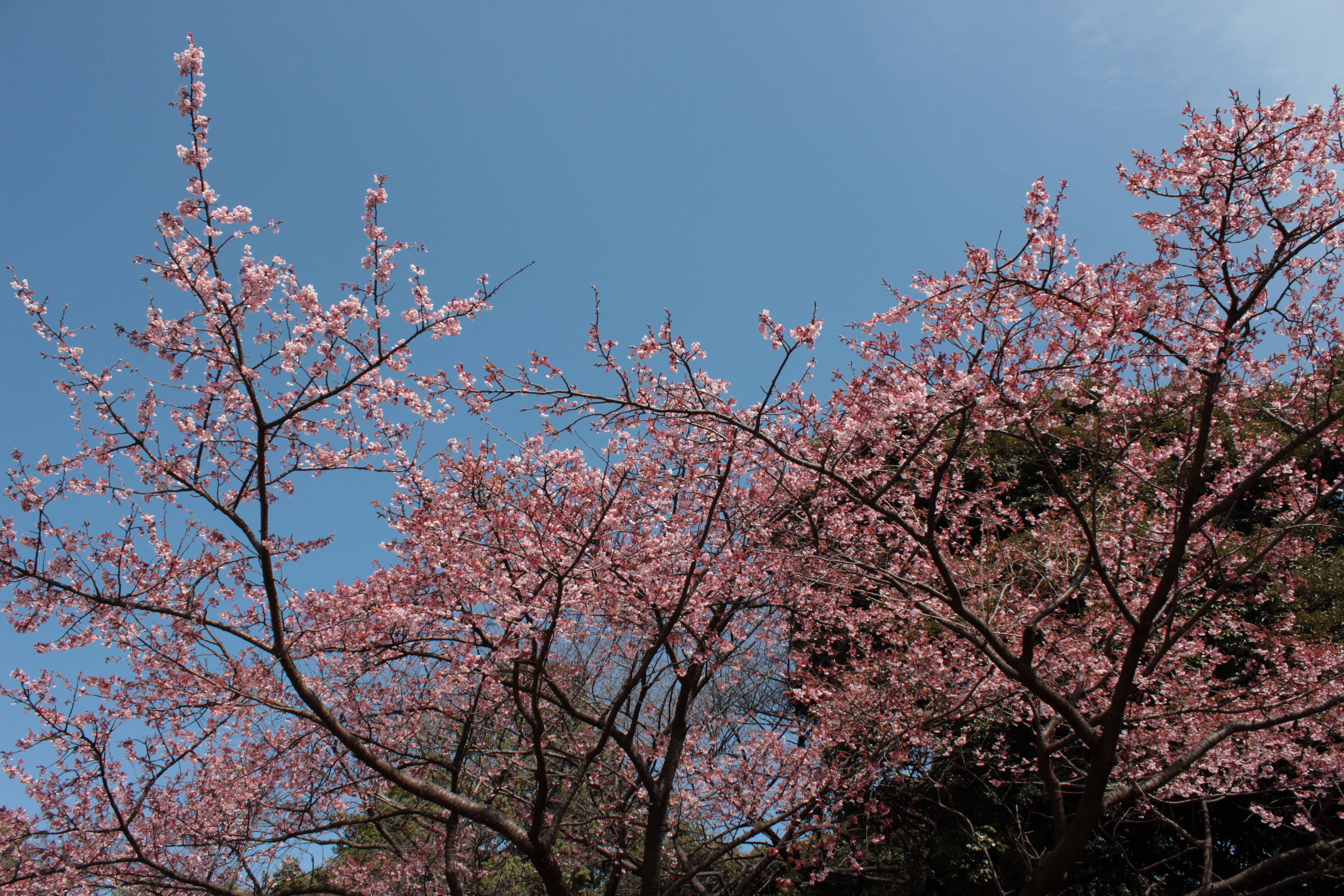 <b>ピクチャースタイル:忠実設定 / EOS Kiss X5 / EF-S 18-55mm F3.5-5.6 IS II / 5,184×3,456 / 絞り優先AE / 1/200秒 / F8 / 0.3EV / ISO100 / WB:オート / 18mm</b>