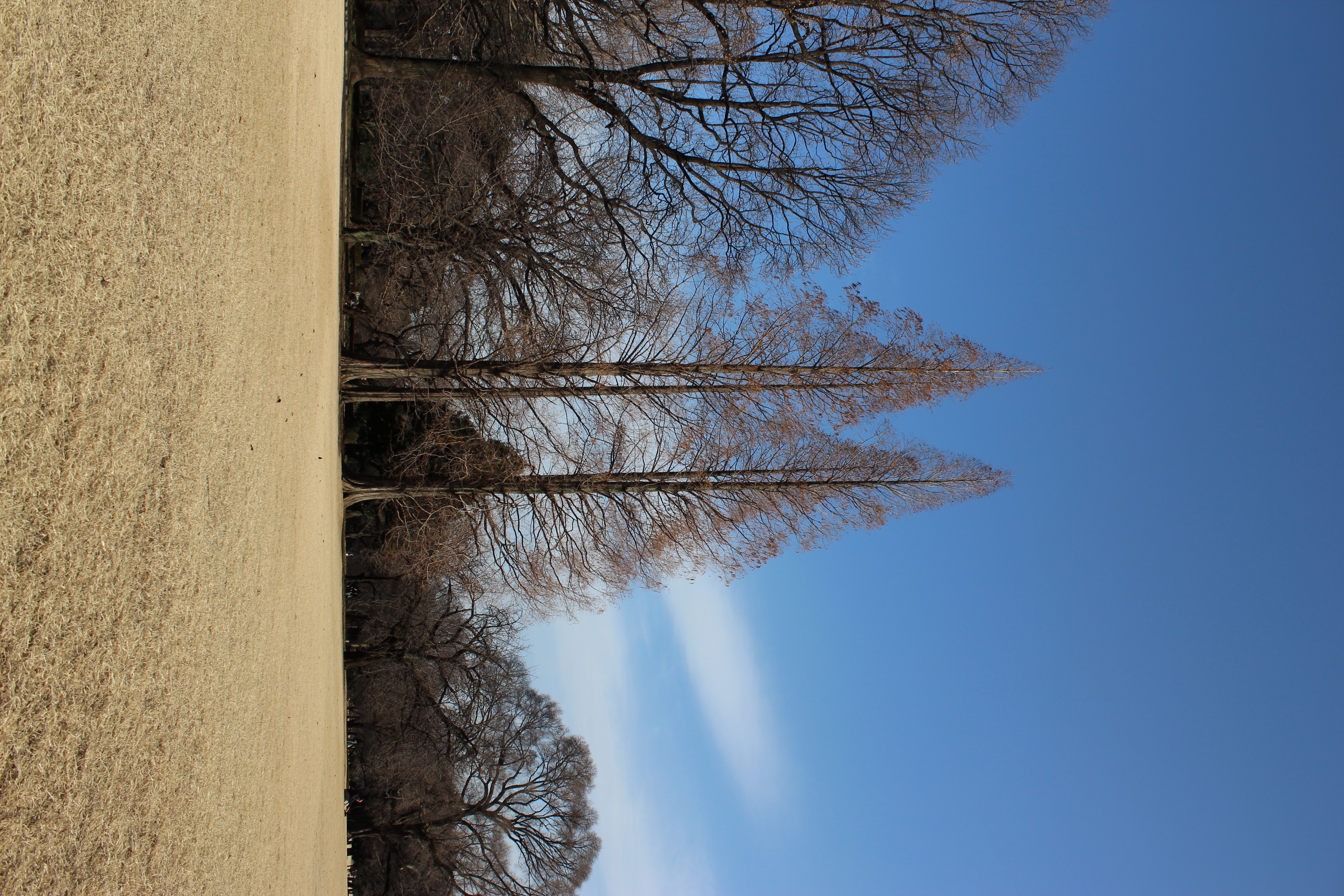 <b>アスペクト比:3:2 / EOS Kiss X5 / EF-S 18-55mm F3.5-5.6 IS II / 5,184×3,456 / 絞り優先AE / 1/320秒 / F8 / 0.3EV / ISO100 / WB:オート / 18mm</b>