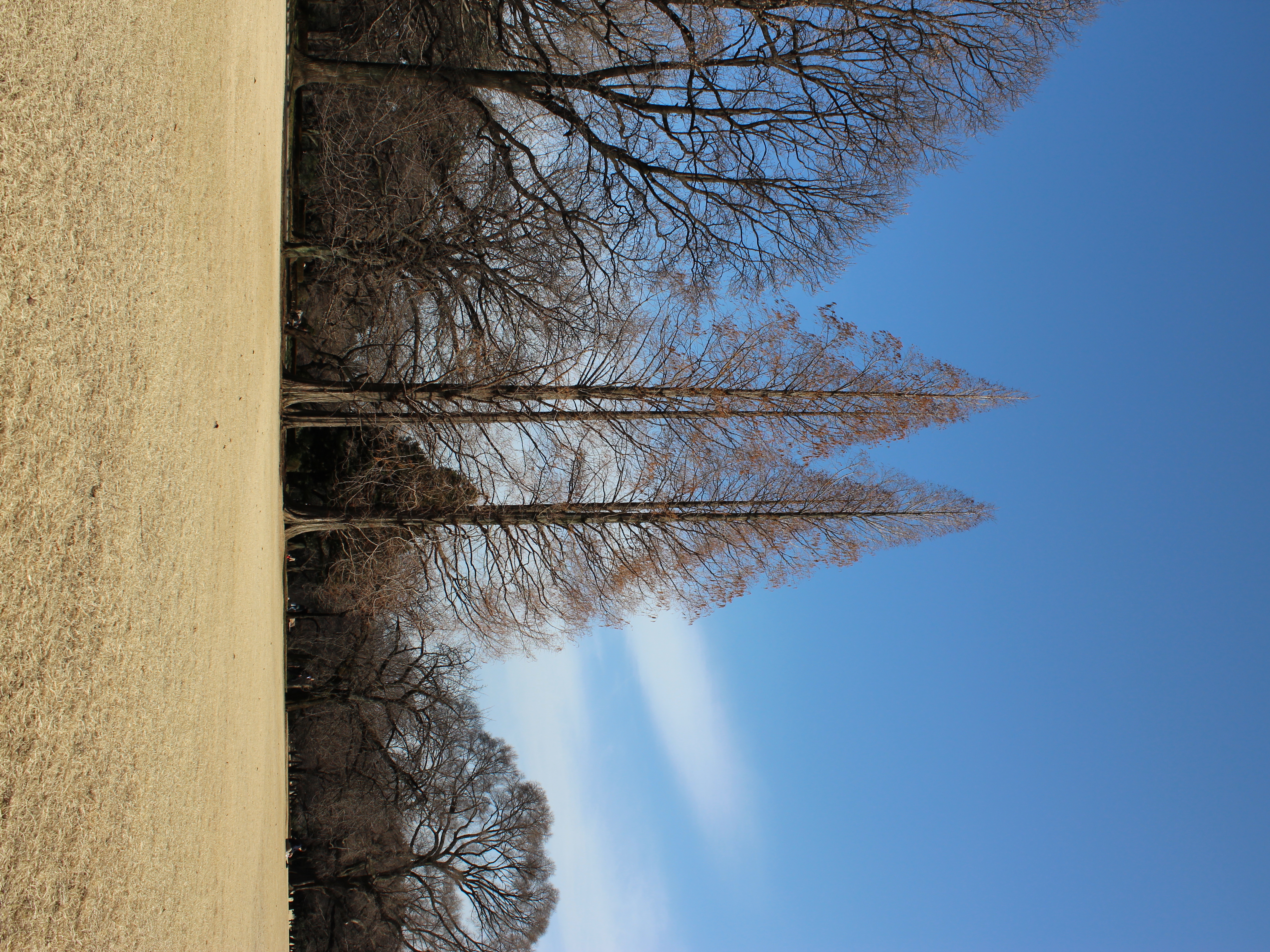 <b>アスペクト比:4:3 / EOS Kiss X5 / EF-S 18-55mm F3.5-5.6 IS II / 4,608×3,456 / 絞り優先AE / 1/320秒 / F8 / 0.3EV / ISO100 / WB:オート / 18mm</b>