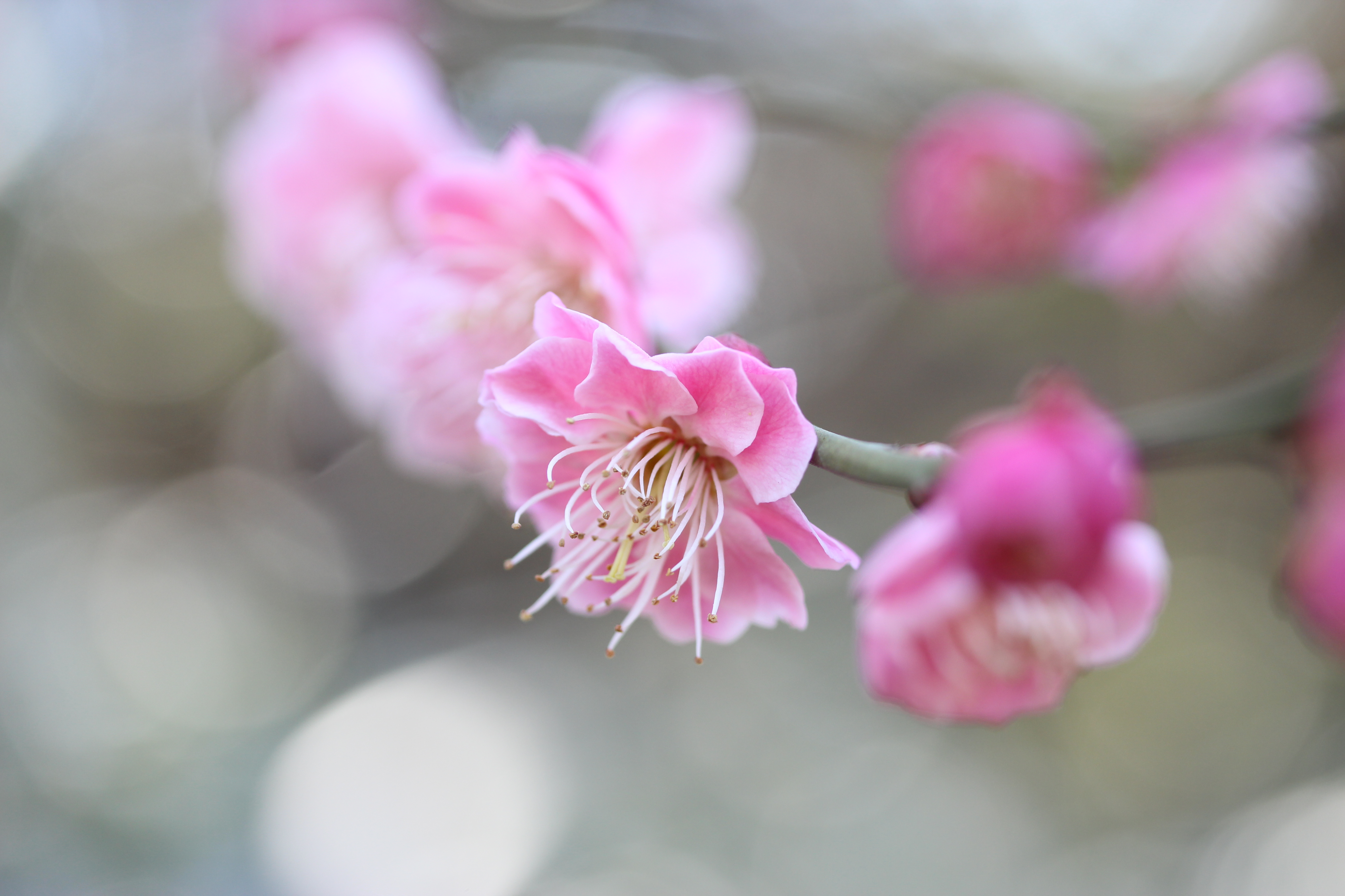 <b>通常撮影 / EOS Kiss X5 / EF-S 60mm F2.8 Macro USM / 5,184×3,456 / 絞り優先AE / 1/100秒 / F4 / 0.7EV / ISOオート（ISO250） / WB:オート / 60mm</b>