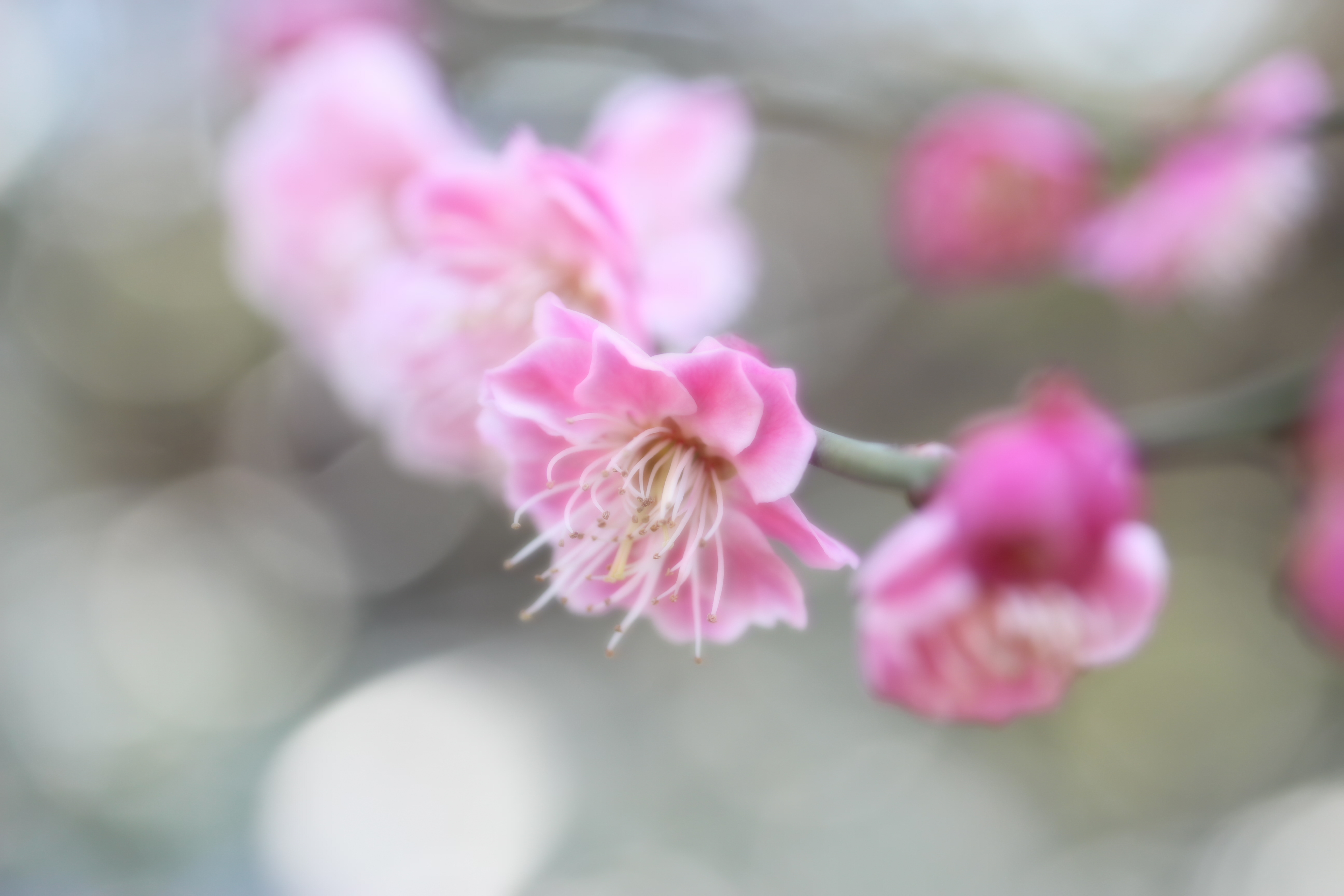 <b>クリエイティブスタイル:ソフトフォーカス（ぼかし具合:標準） / EOS Kiss X5 / EF-S 60mm F2.8 Macro USM / 5,184×3,456 / 絞り優先AE / 1/100秒 / F4 / 0.7EV / ISOオート（ISO250） / WB:オート / 60mm</b>