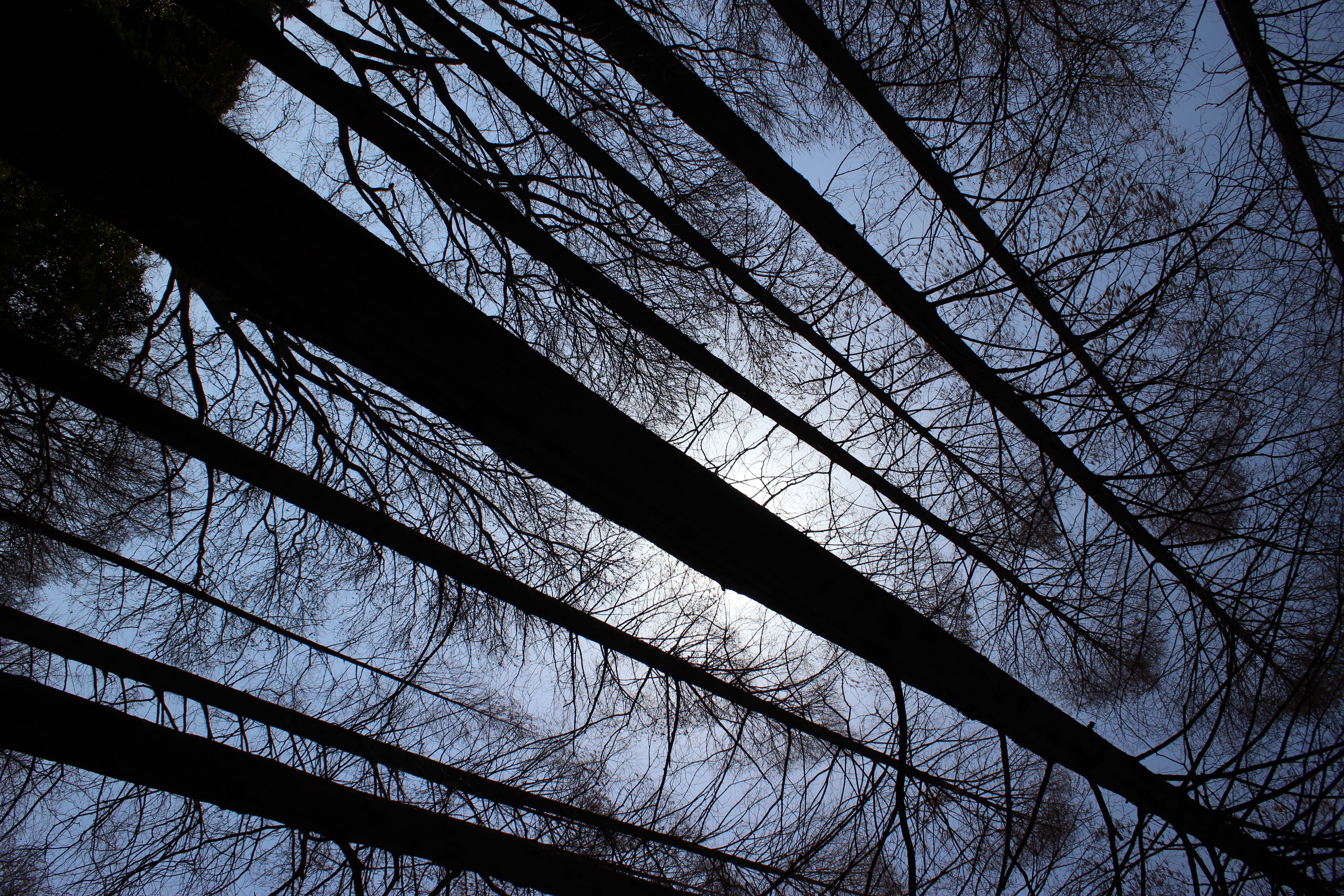 <b>キットで買えば1万円で手に入る安価なレンズだが、少し絞れば四隅までシャープ。広角端のタル型の歪曲収差はちょっと目立つけど。EOS Kiss X5 / EF-S 18-55mm F3.5-5.6 IS II / 5,184×3,456 / 絞り優先AE / 1/640秒 / F9 / 0.3EV / ISOオート（ISO100） / WB:オート / 18mm</b>