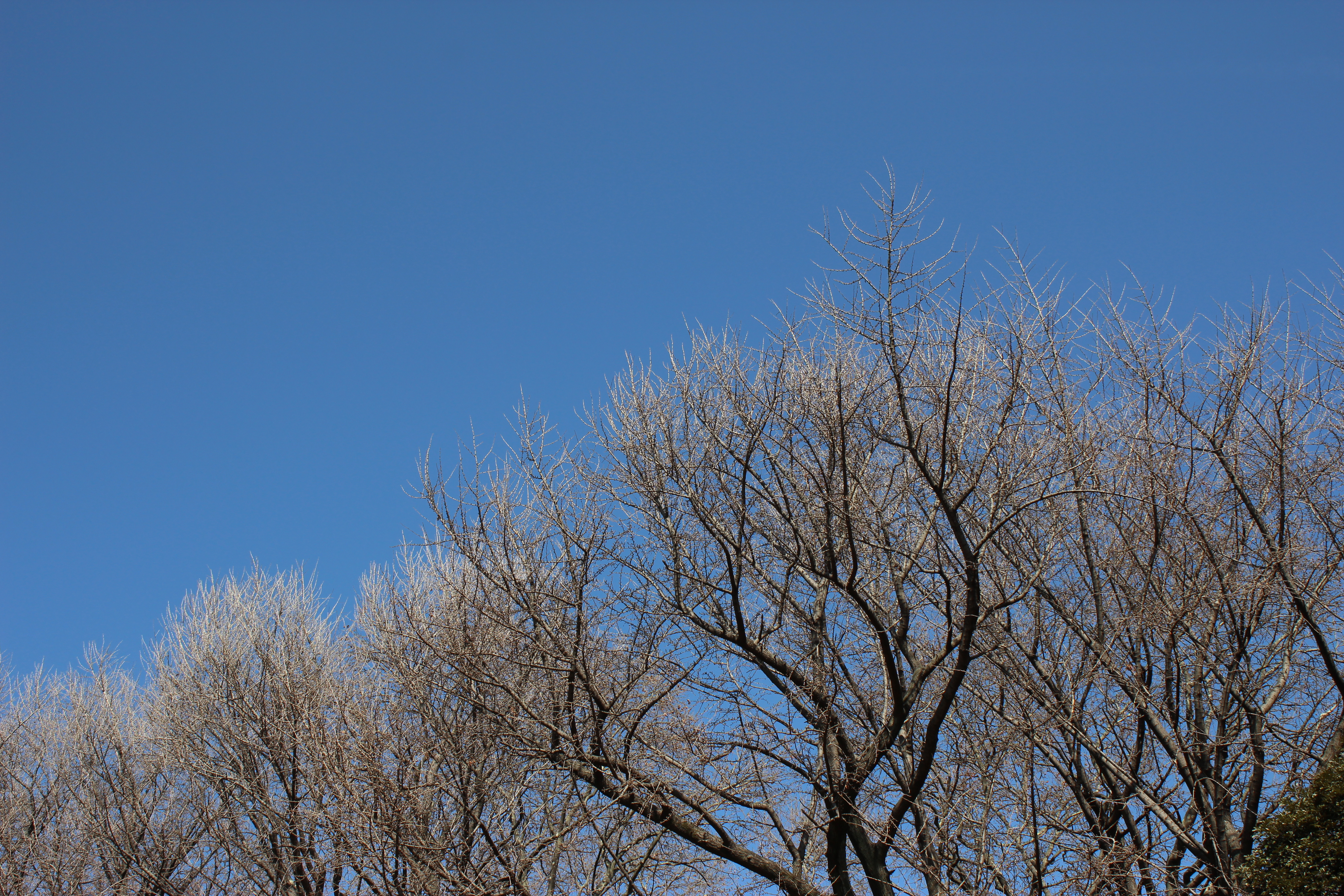 <b>今回はピクチャースタイルオートを基本にした。天気がよかったからかもしれないが、今までのスタンダードより鮮やか目の仕上がり。EOS Kiss X5 / EF-S 18-55mm F3.5-5.6 IS II / 5,184×3,456 / 絞り優先AE / 1/200秒 / F9 / 0EV / ISOオート（ISO100） / WB:オート / 32mm</b>