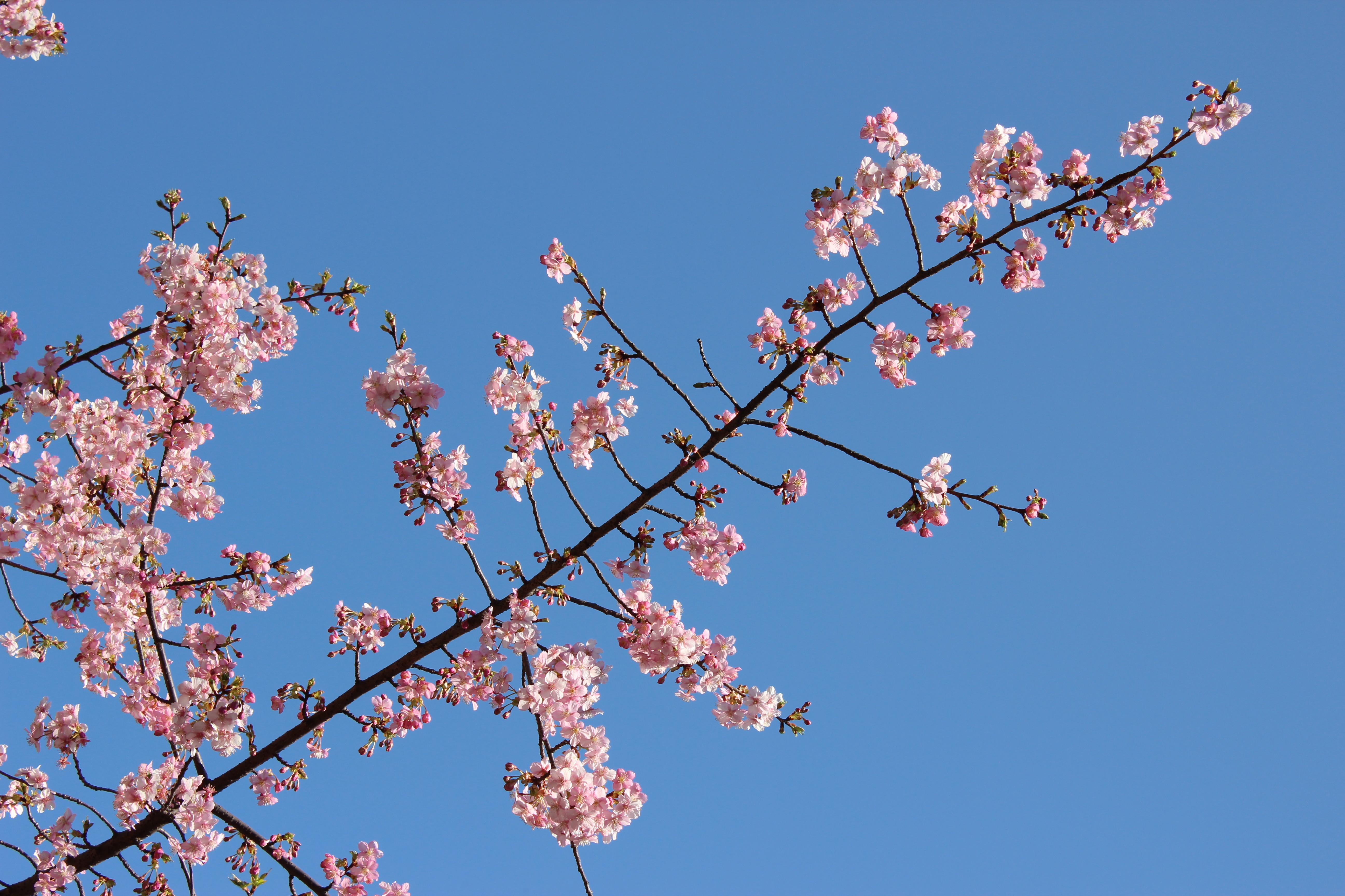 <b>早咲きで知られる河津桜。もう散りかけの木もあったが、こちらはまだつぼみが残っていた。EOS Kiss X5 / EF-S 18-55mm F3.5-5.6 IS II / 5,184×3,456 / 絞り優先AE / 1/200秒 / F9 / 0.3EV / ISOオート（ISO100） / WB:オート / 55mm</b>