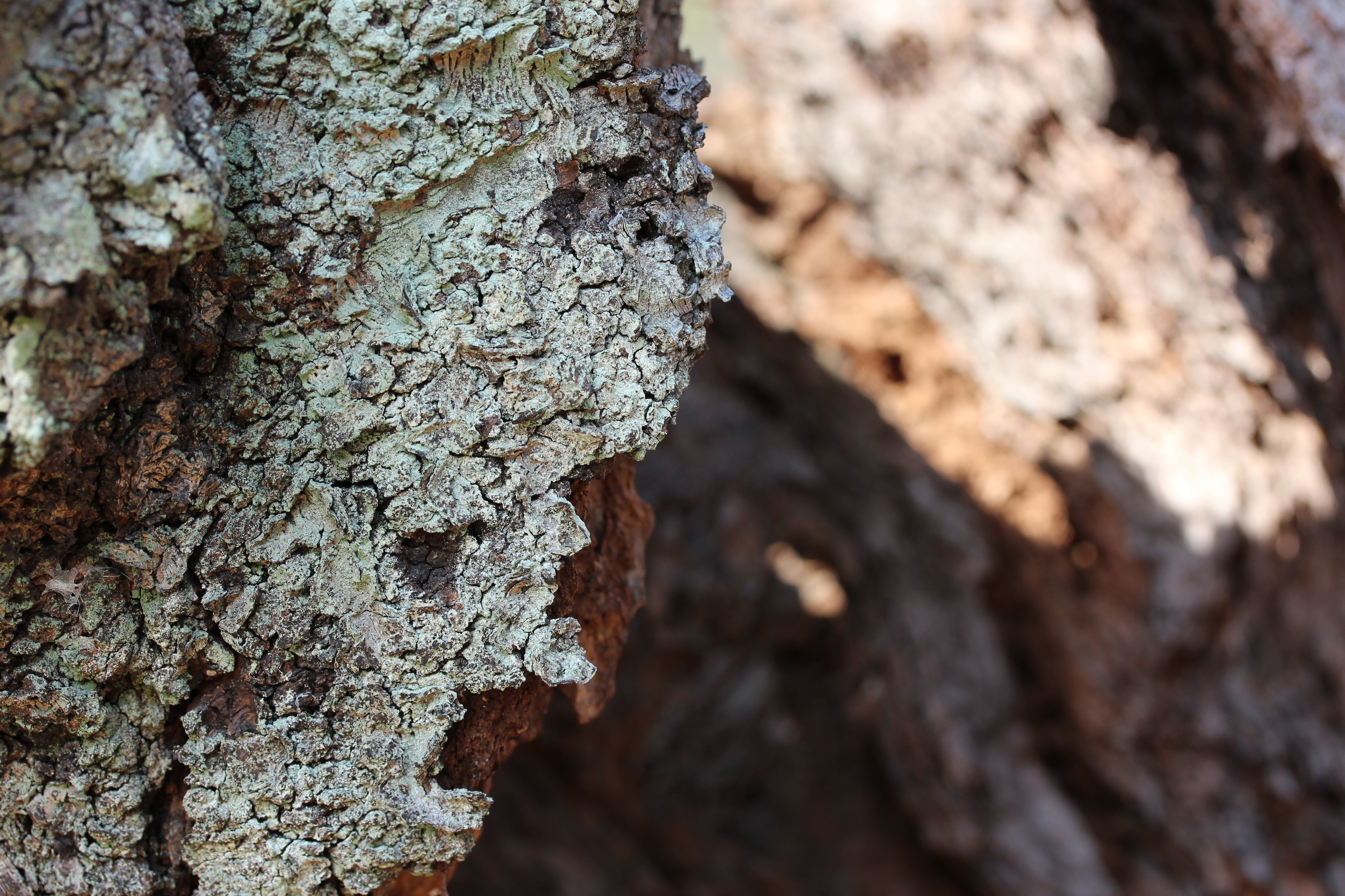 <b>「背景のぼかし具合」で絞り気味の設定で撮ったカット。ライブビューでボケ具合が確認できないのがちょっと残念な点。EOS Kiss X5 / EF-S 60mm F2.8 Macro USM / 5,184×3,456 / クリエイティブオート / 1/80秒 / F5 / 0EV / ISOオート（ISO125） / WB:オート / 60mm</b>