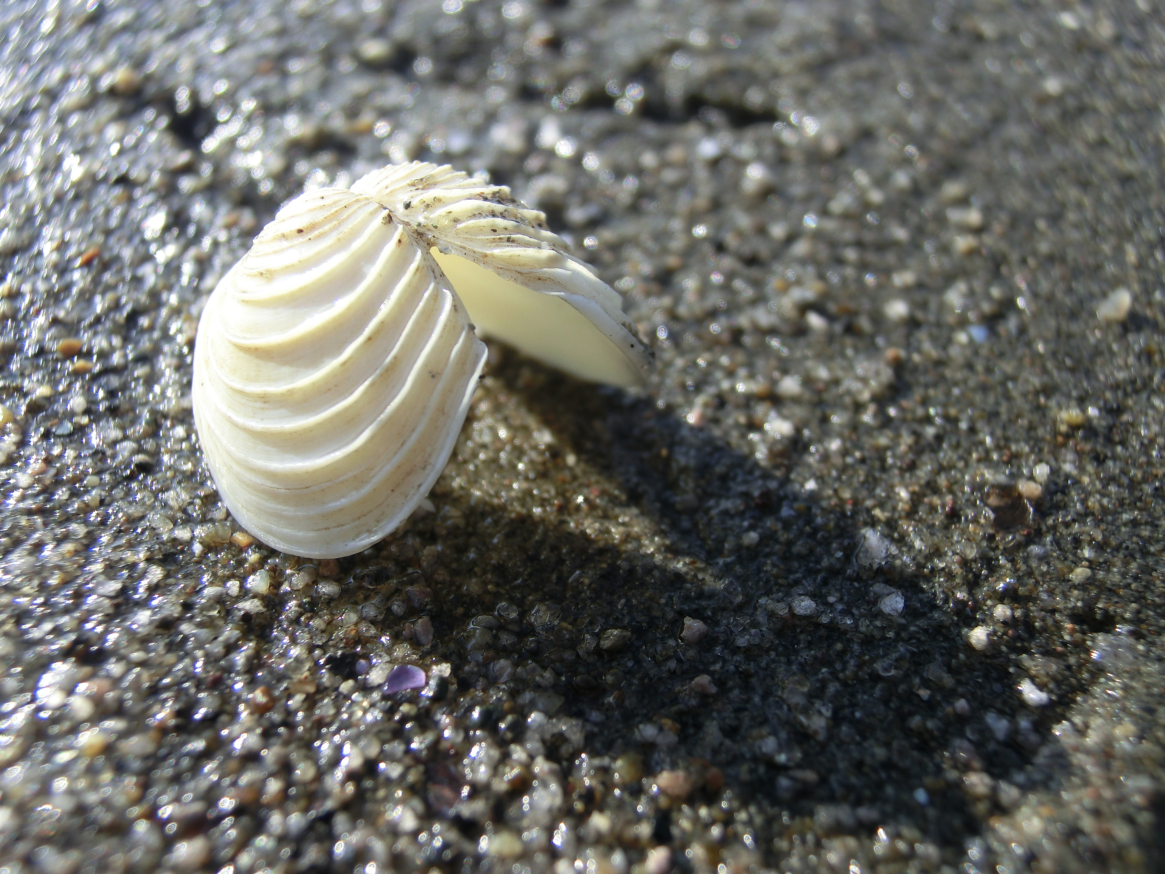 <b>砂浜に落ちていた貝殻（2cmくらい）をマクロで。42mm相当の焦点距離だとレンズ前1cmまで寄れる。EX-ZR100 / 4,000×3,000 / 1/500秒 / F4 / 0EV / ISO100 / WB:オート / 7.38mm（42mm相当）</b>